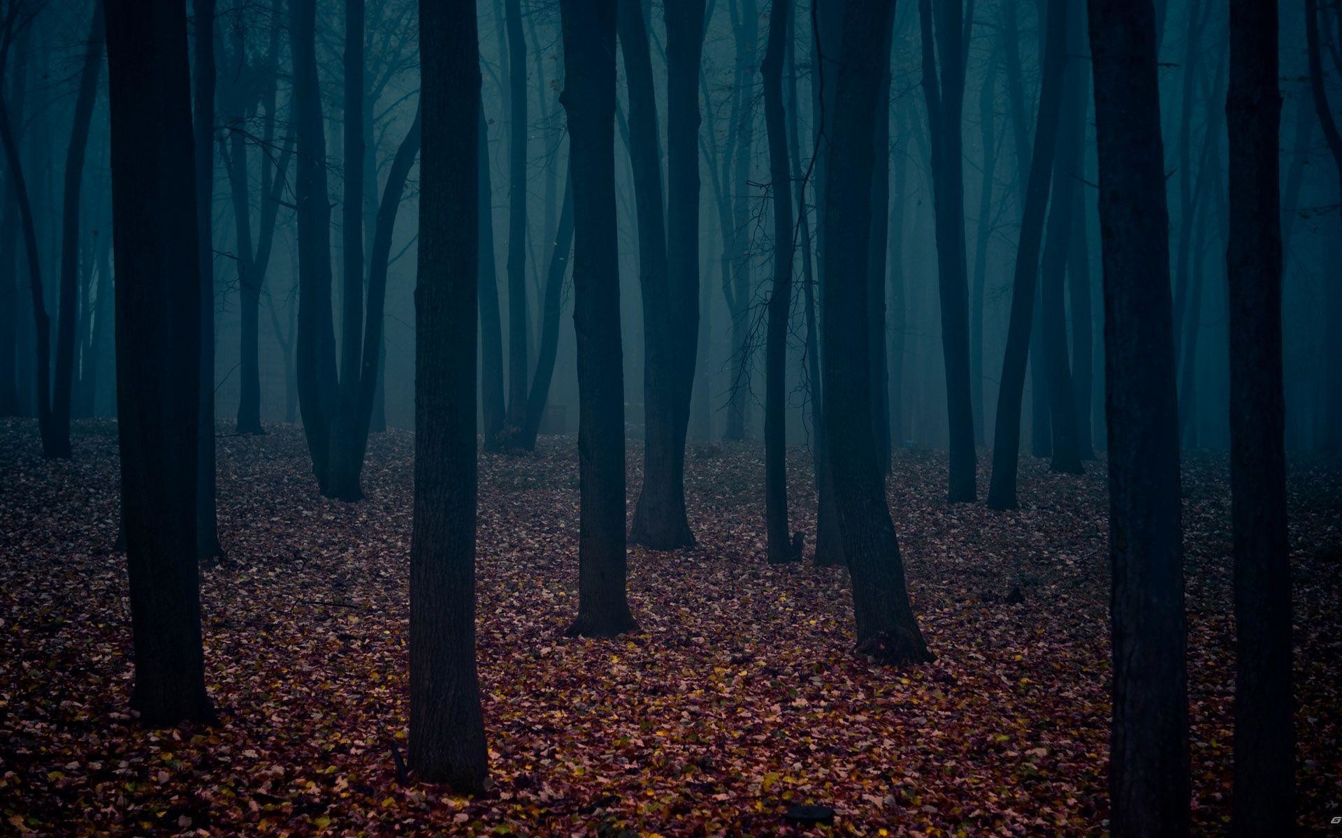 1920x1200 Dark-Woods-Desktop-Background