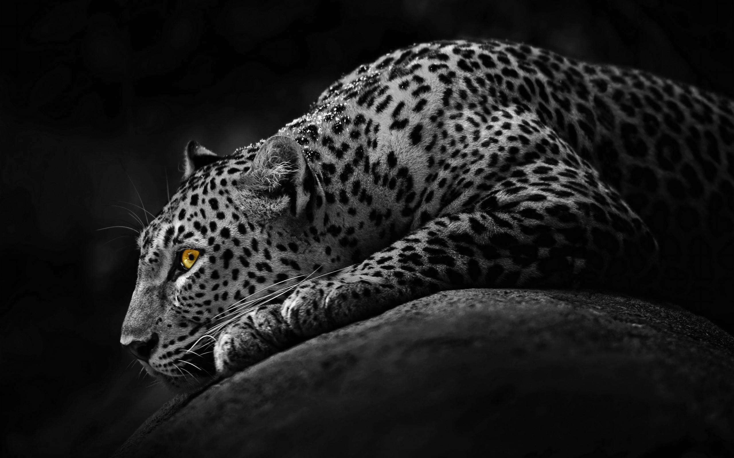 2560x1600 Black Jaguar Animal Wallpaper