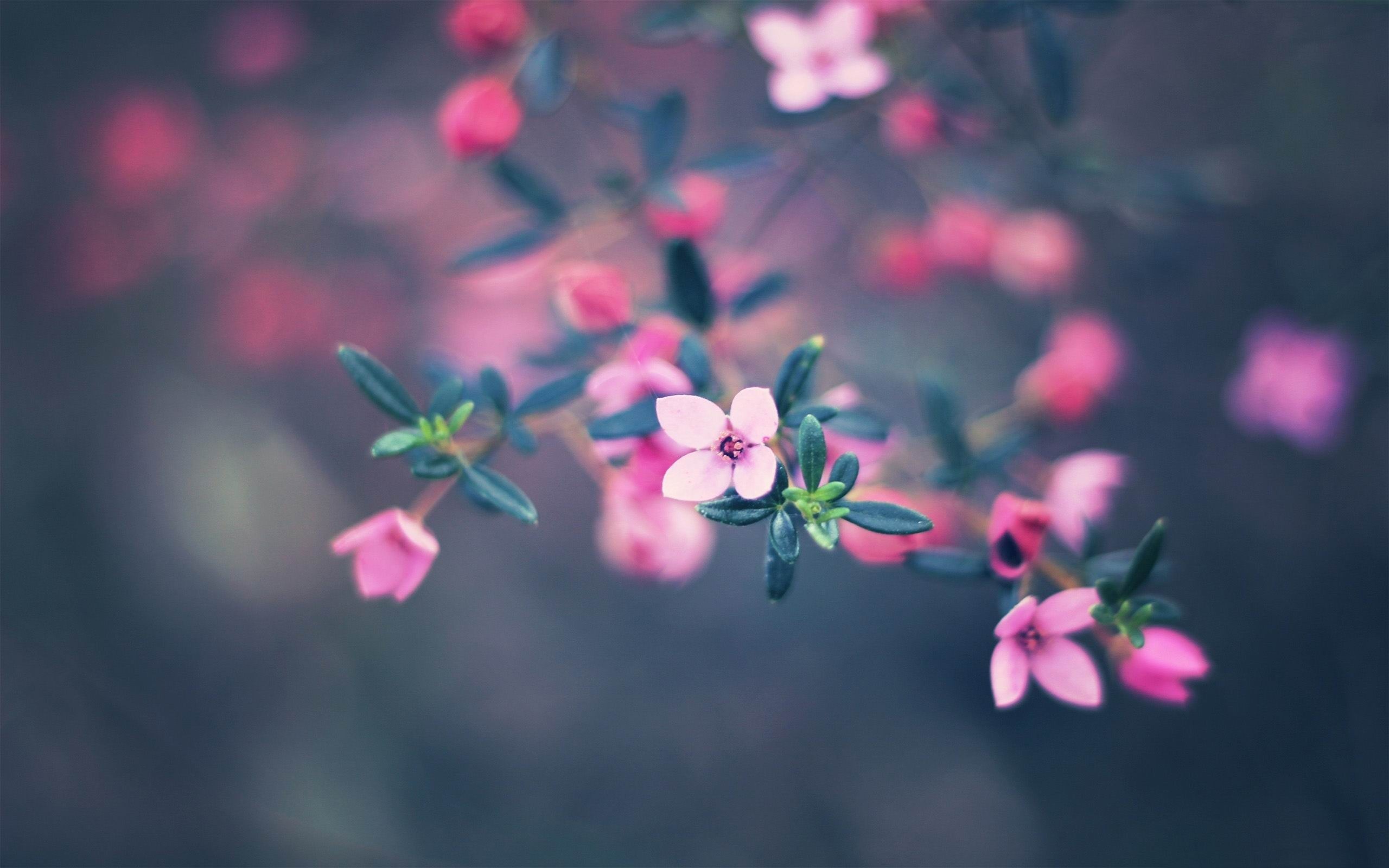 2560x1600 Hd Cute Flower Wallpapers Cute Pink Flowers Hd Wallpaper
