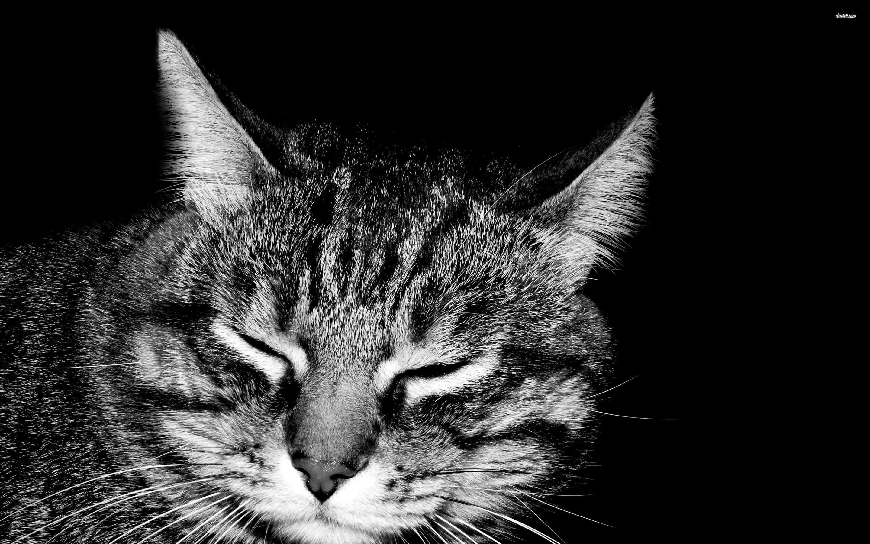 2880x1800 ... Black and white picture of a cat wallpaper  ...