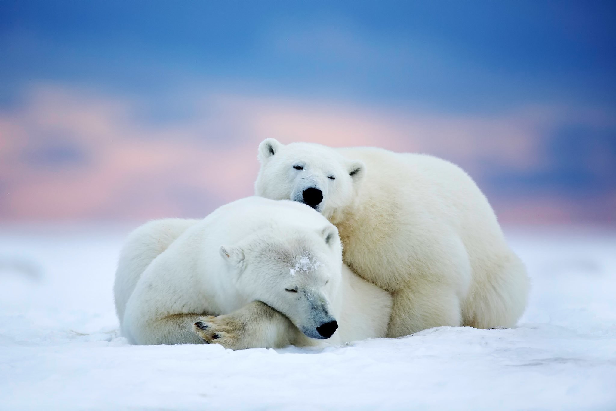 2048x1366 Polar bears two sleeping snow sky winter animals bear wallpaper |   | 588609 | WallpaperUP