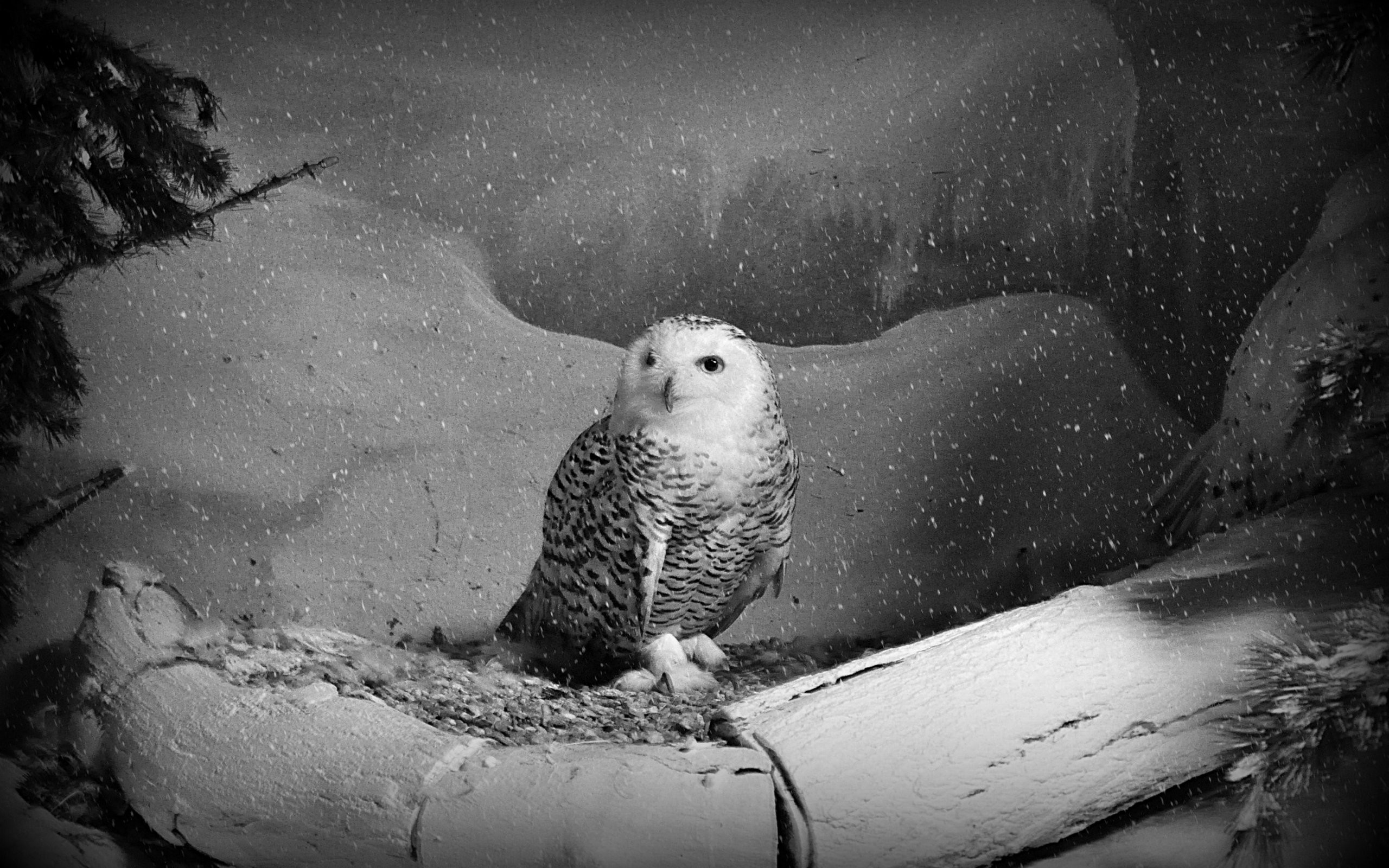 2560x1600 Animal - Snowy Owl Wallpaper