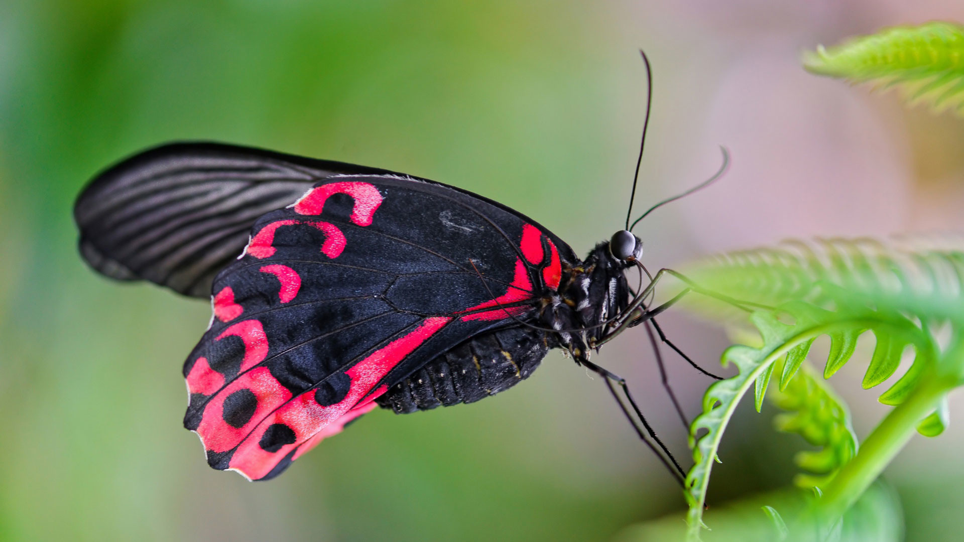 1920x1080 hd pics photos cute black and red butterfly nature macro leaves hd quality  desktop background wallpaper