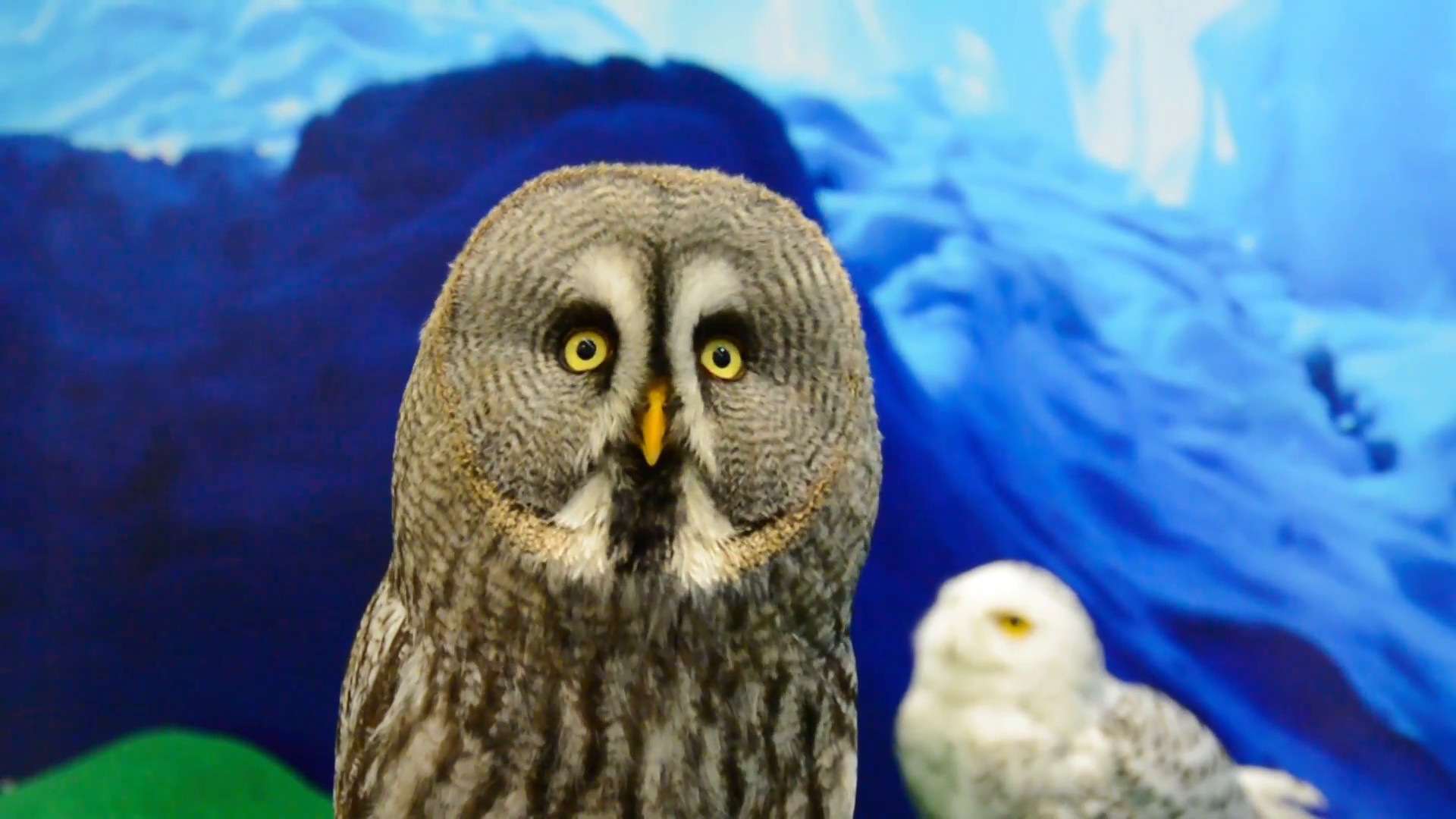 1920x1080 Pet Great grey owl bird of prey head is turning around like a robot showing  calm facial expression in arctic frozen winter background. It's a weird and  cute ...