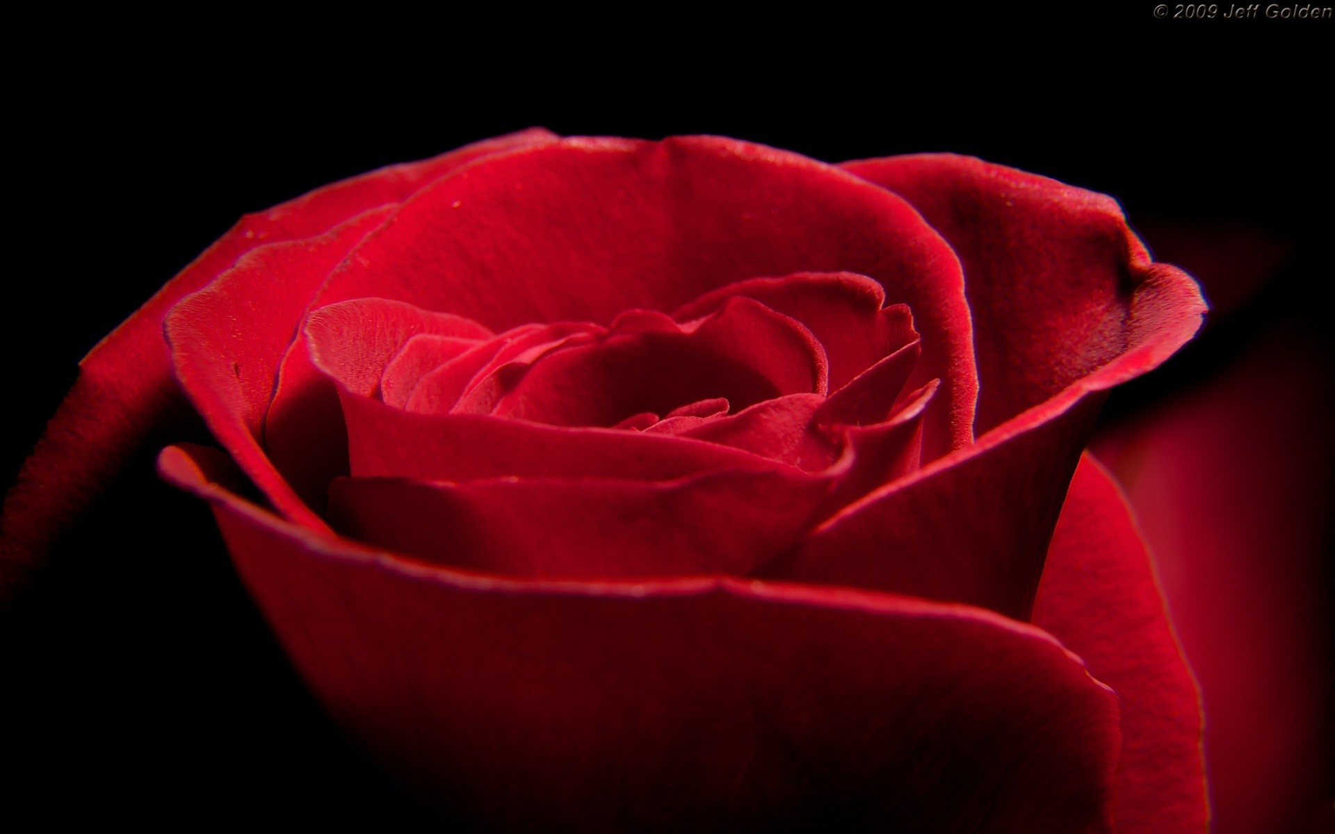 1920x1200 Roses Say I Love You