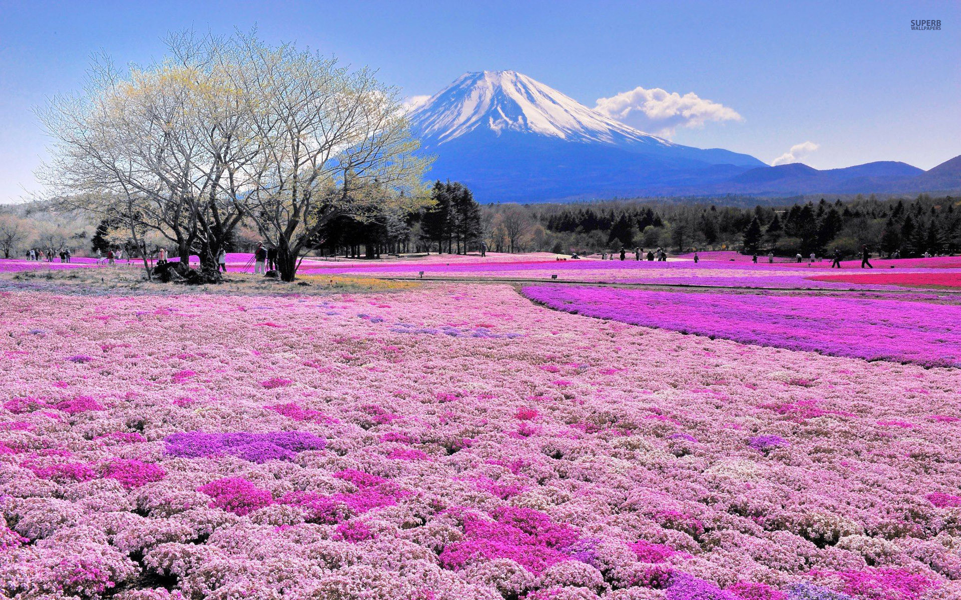 1920x1200 Pink Flower Field Mount Fuji wallpapers and stock photos