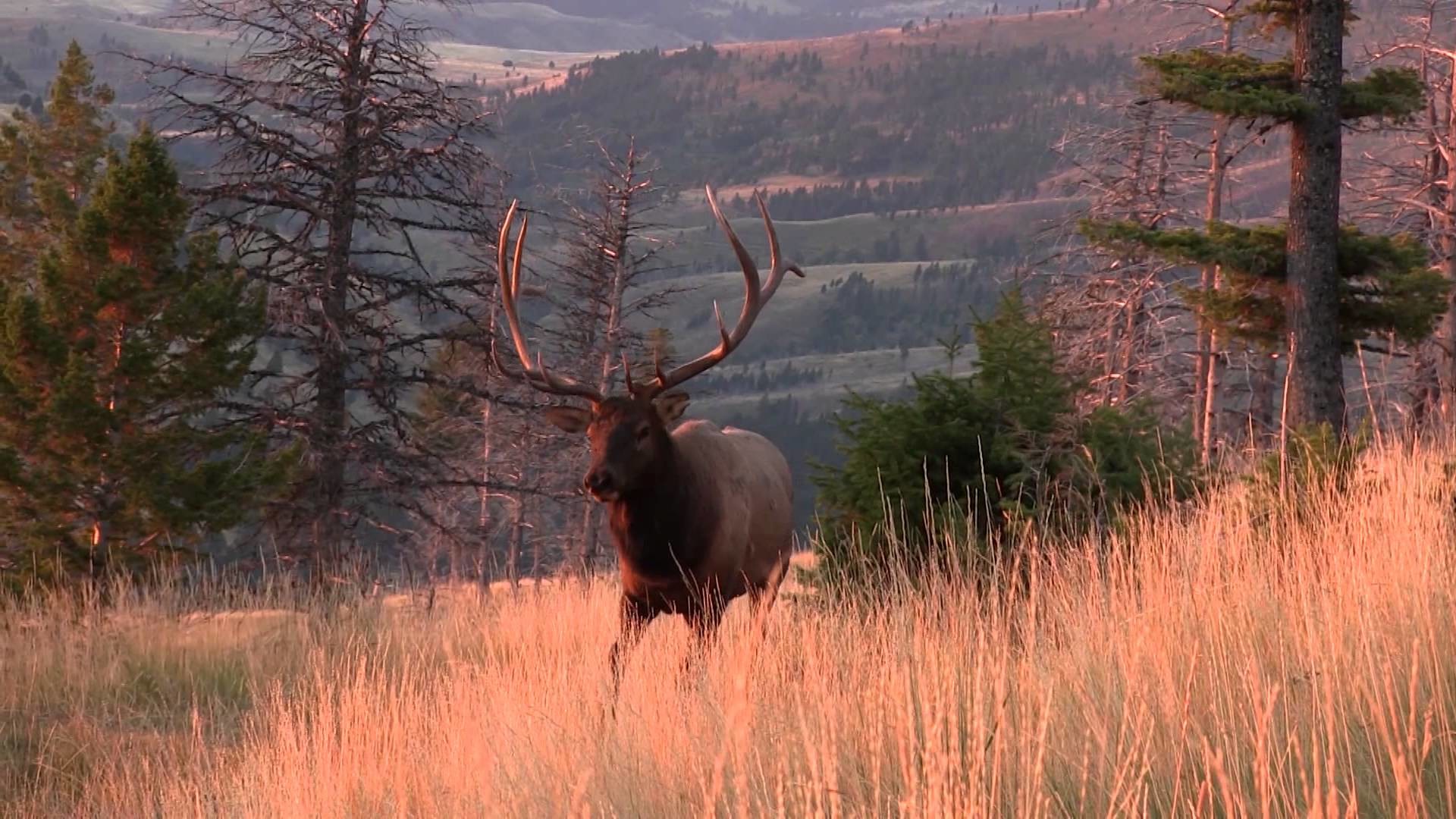 1920x1080 Part 7 Montana Archery Elk Hunt with KUIU Founder Jason Hairston - YouTube