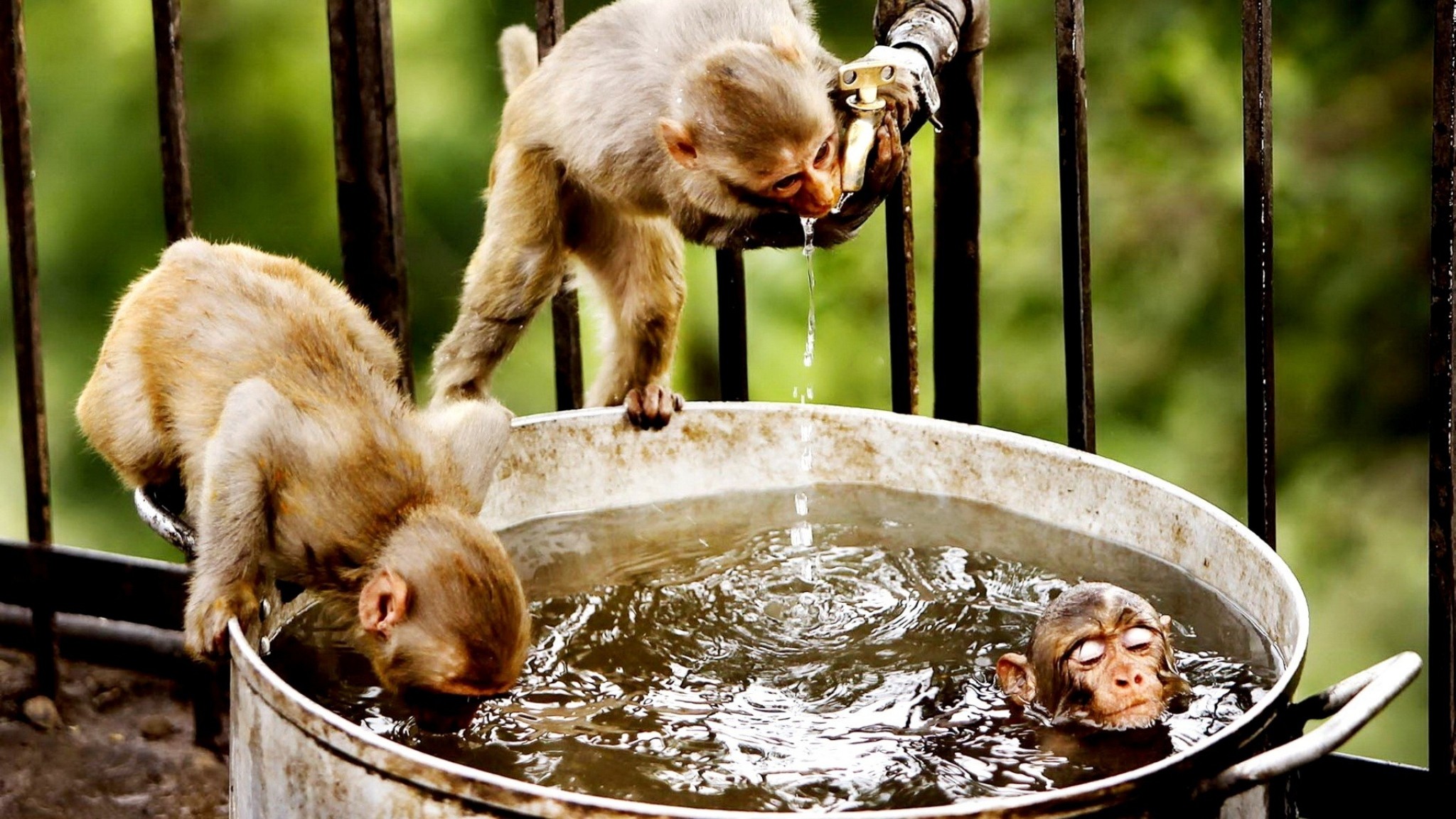2048x1152  Wallpaper monkeys, swim, water, drink, thirst