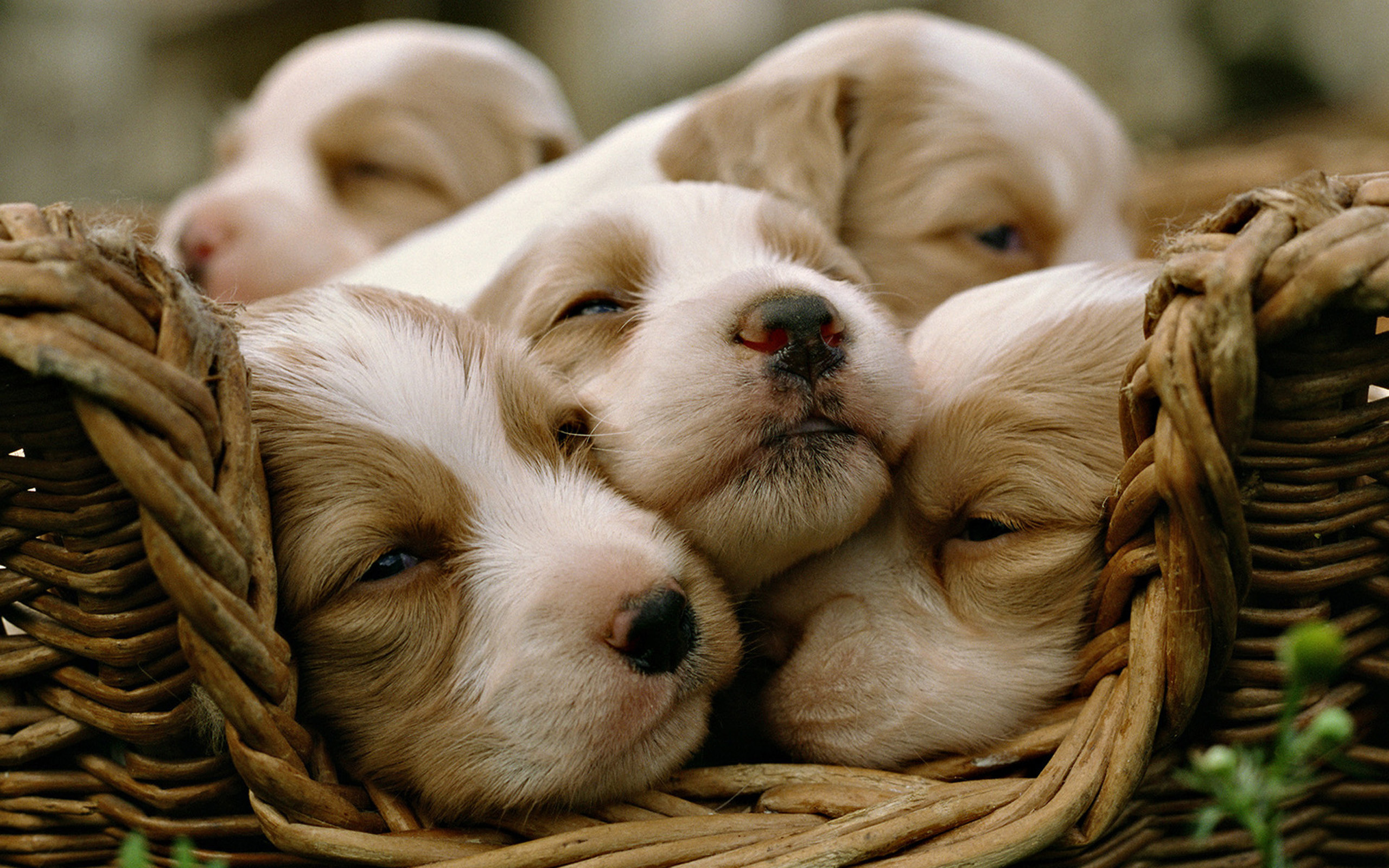 2560x1600 Labrador Puppies wallpaper - free wallpapers, download wallpaper .