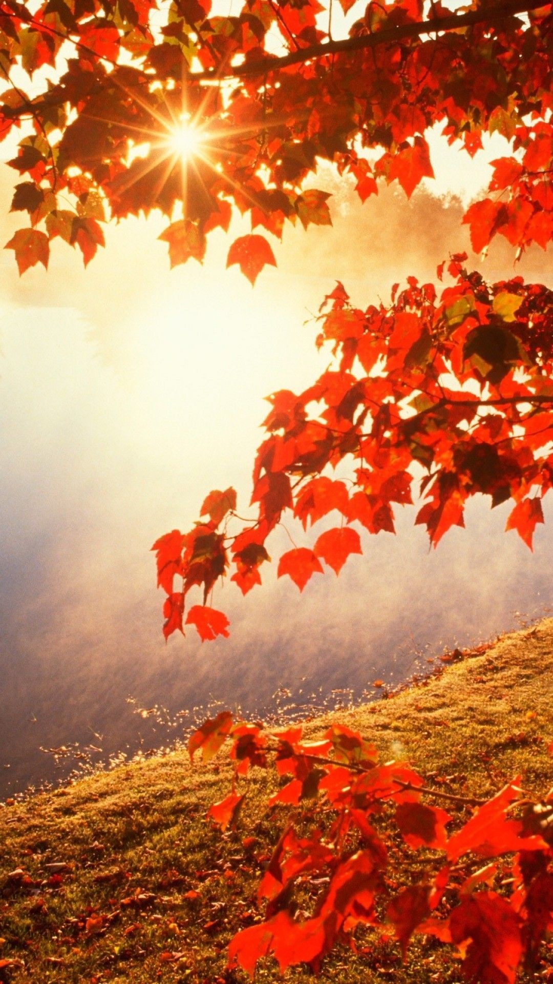 1080x1920 1920x1080 Full HD Autumn or Fall Wallpapers with Maple Leaves">