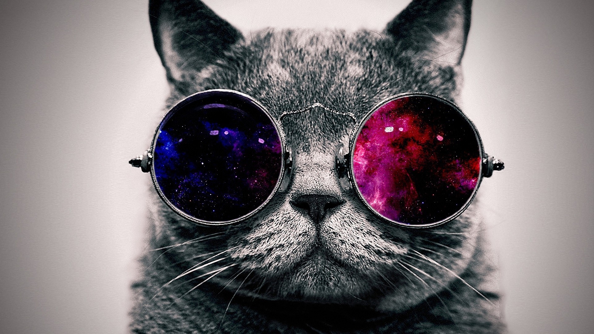 1920x1080  Wallpaper cat, face, glasses, thick