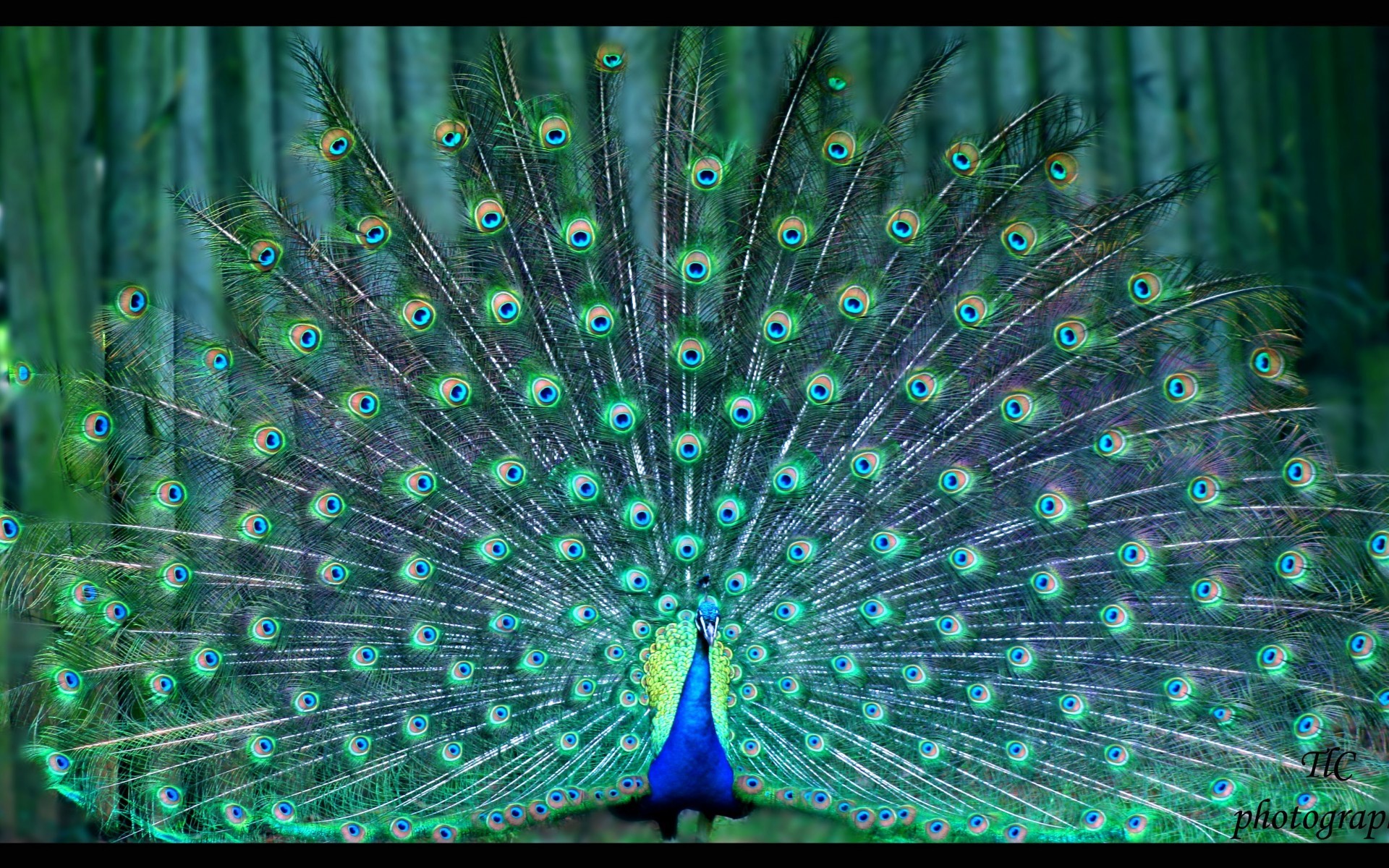 1920x1200 Peacock HD Wallpaper | Background Image |  | ID:459086 - Wallpaper  Abyss