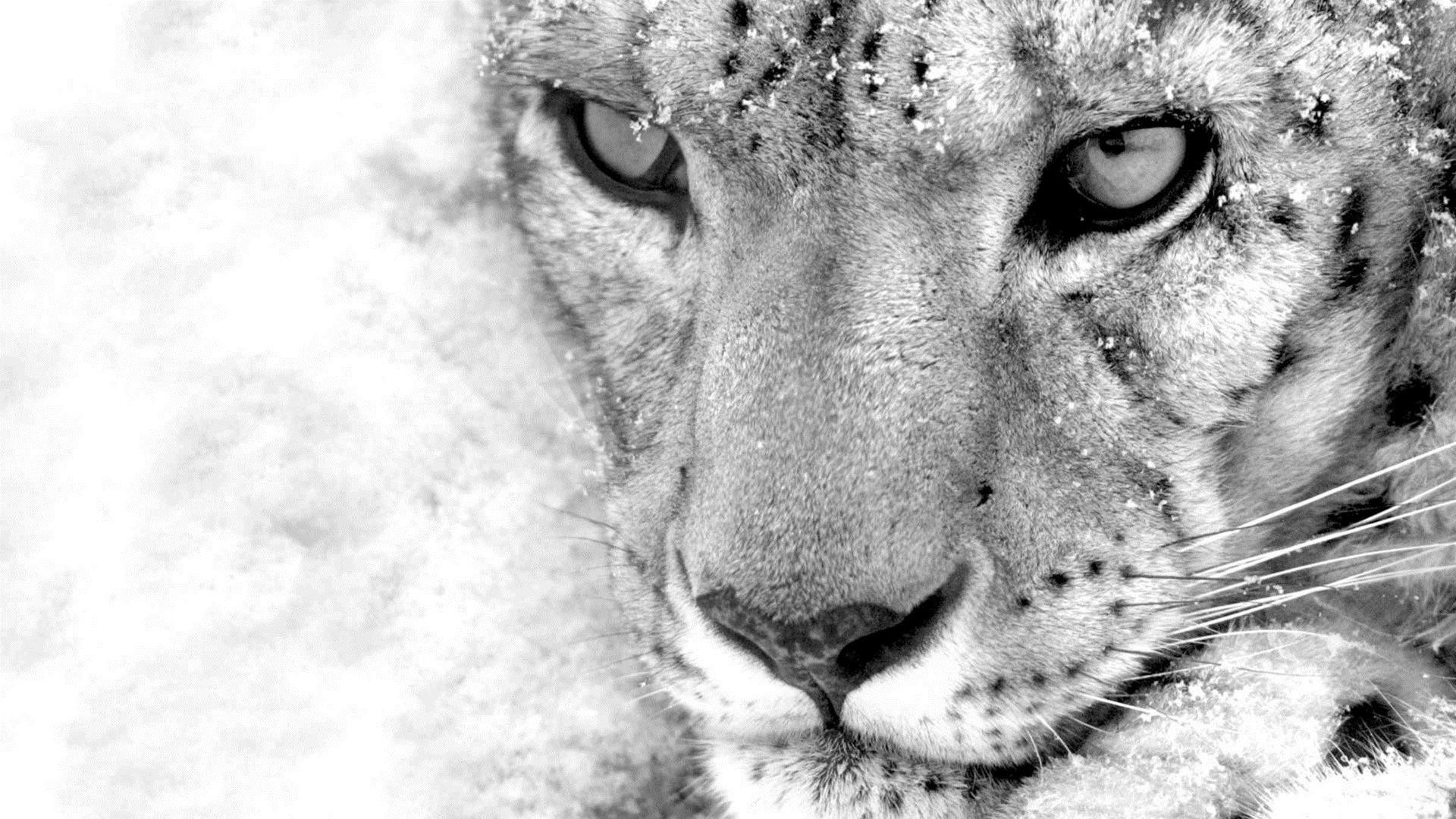1920x1080 Snow Leopard Iphone Wallpapers