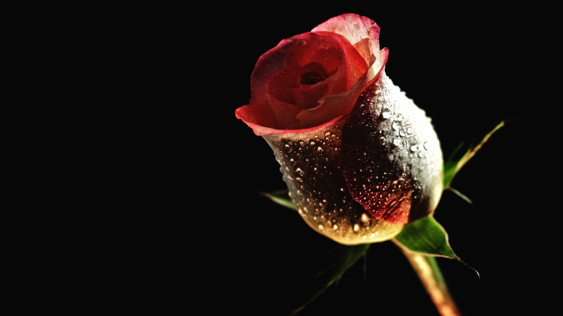 1920x1080 imagini cu trandafiri Â» Rose-Flower-Wallpaper-red-rose .