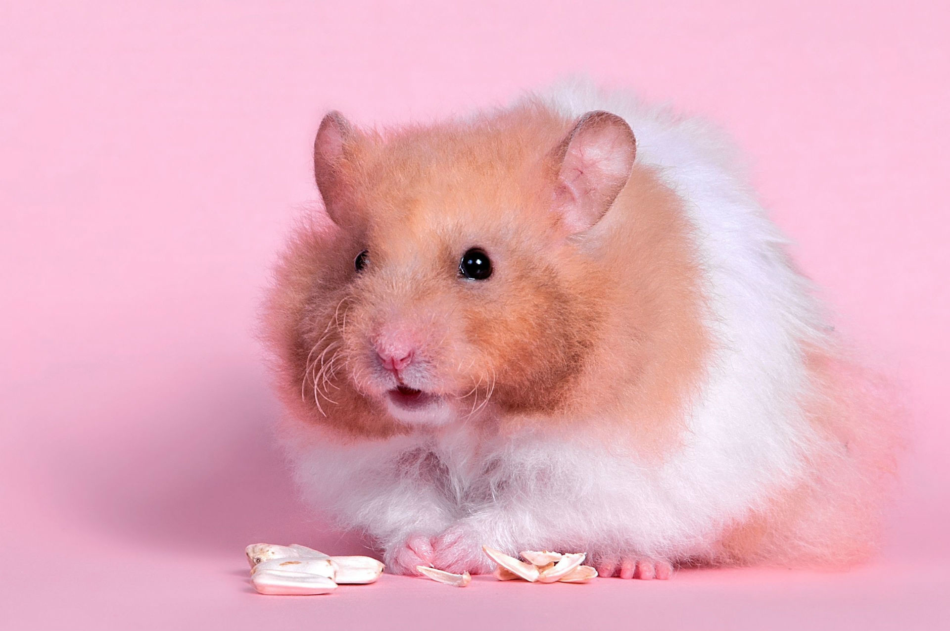 1920x1275 Animal - Hamster Rodent Cute Furry Wallpaper