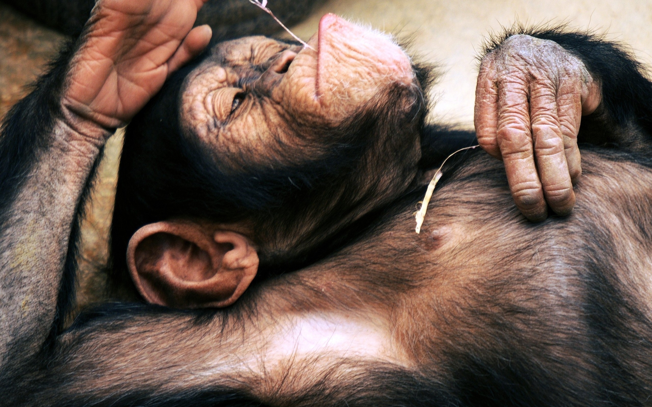 2560x1600 Animals chimpanzee monkeys wallpaper