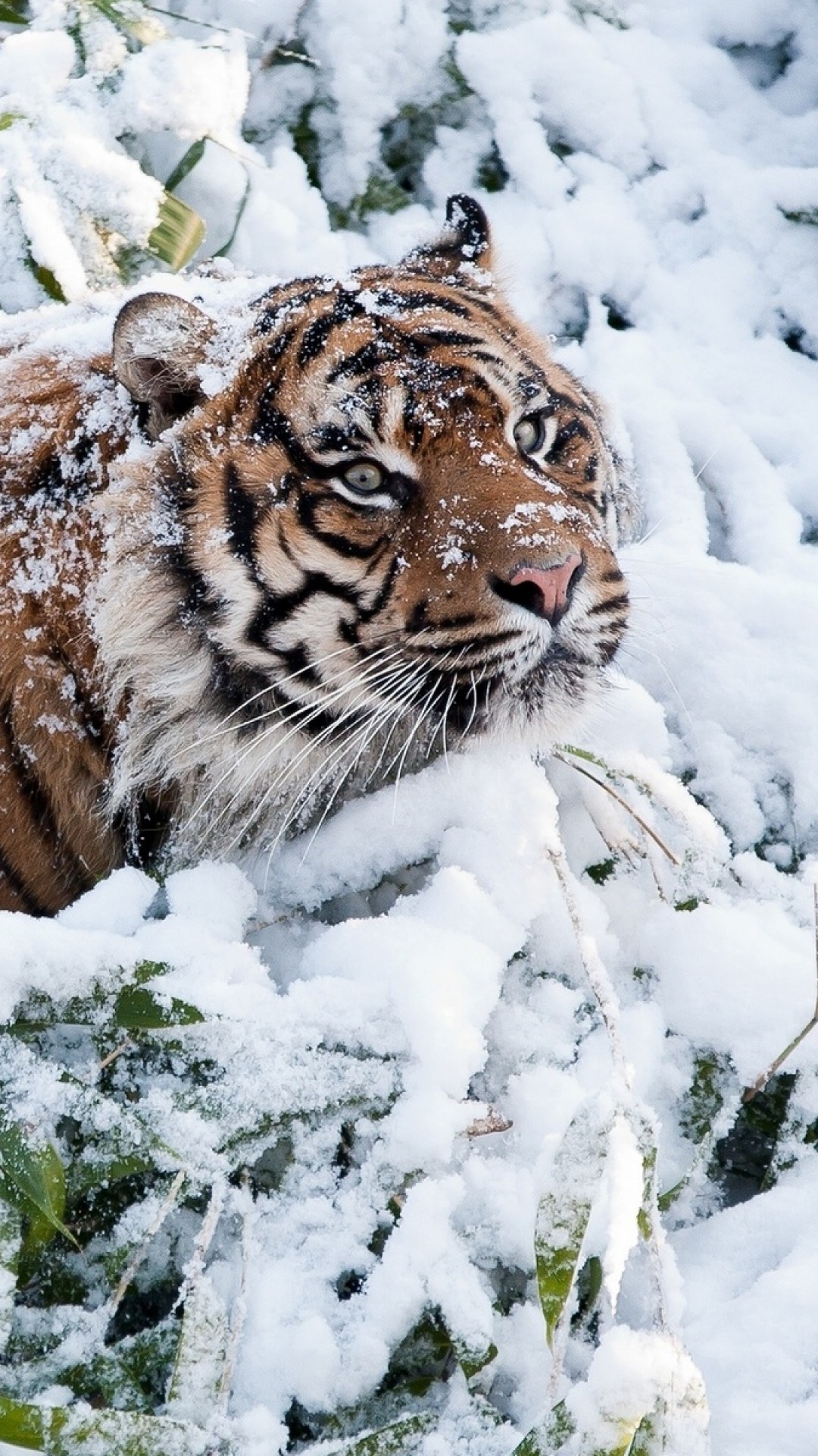 1080x1920 Amazing-wildlife-Tiger-and-snow-photo-tigers-…-