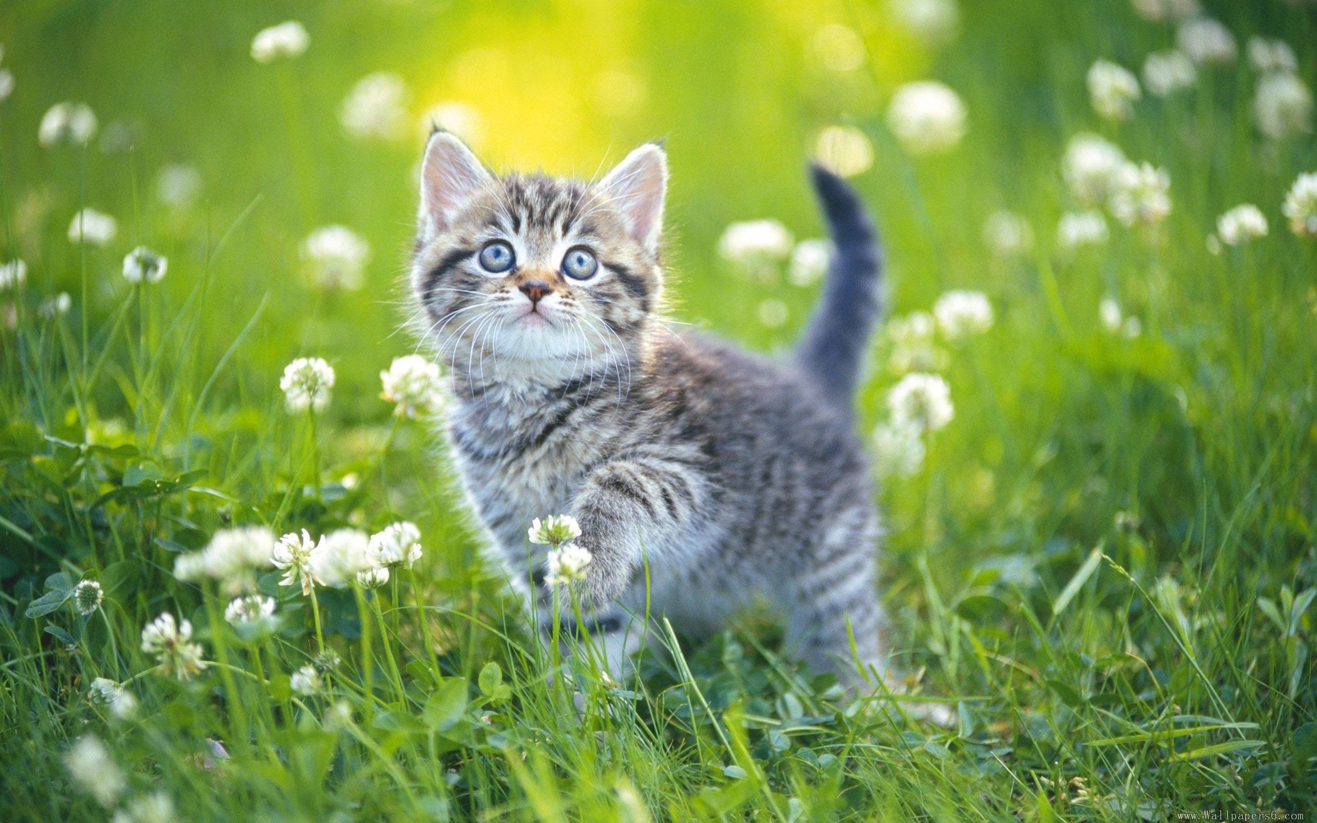 2560x1600 Cute Kittens images cute kittens with flowers HD wallpaper and background  photos