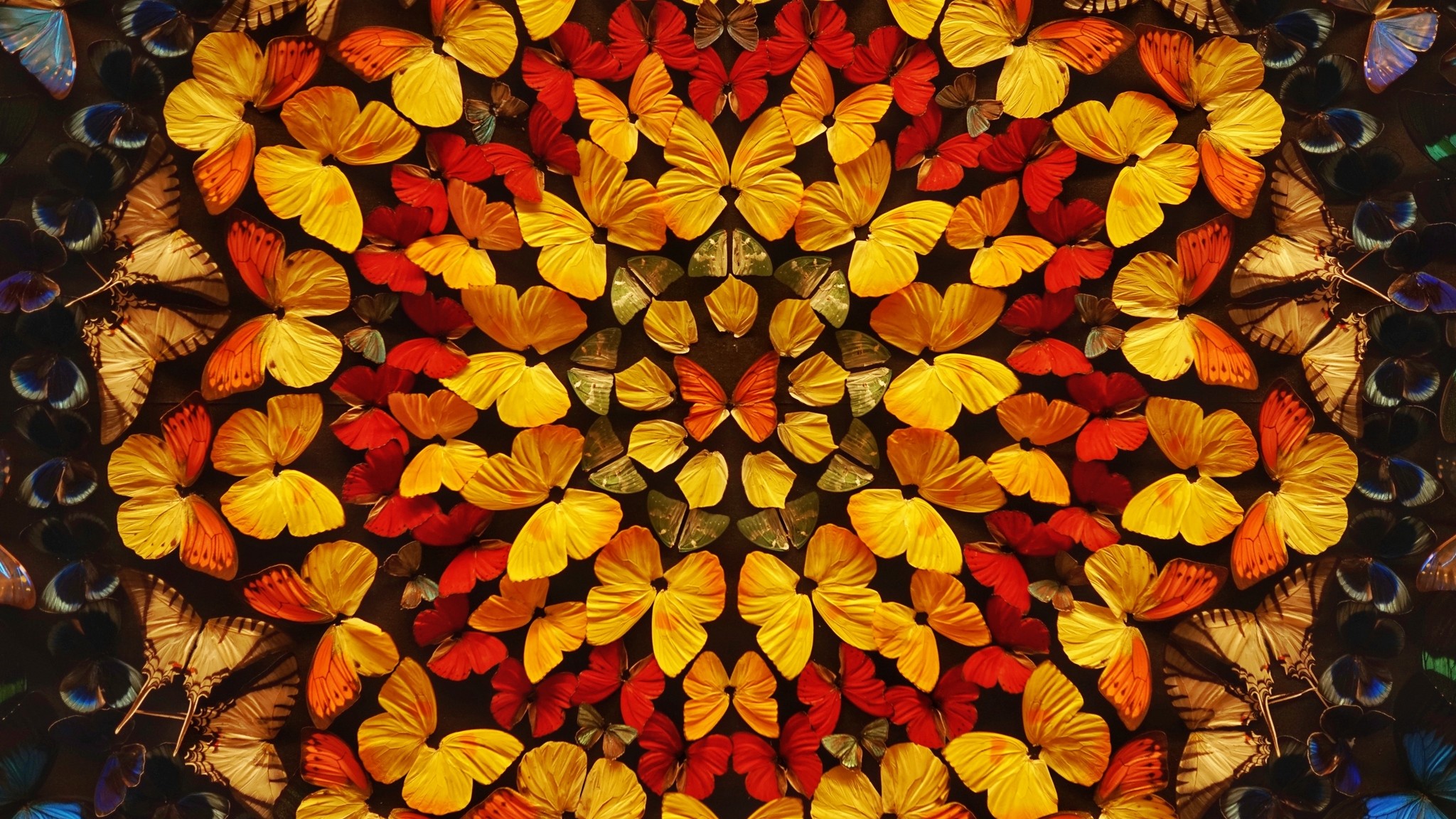 2048x1152 Autumn, Flower, Butterfly, Leaf, Yellow Wallpaper in  Resolution