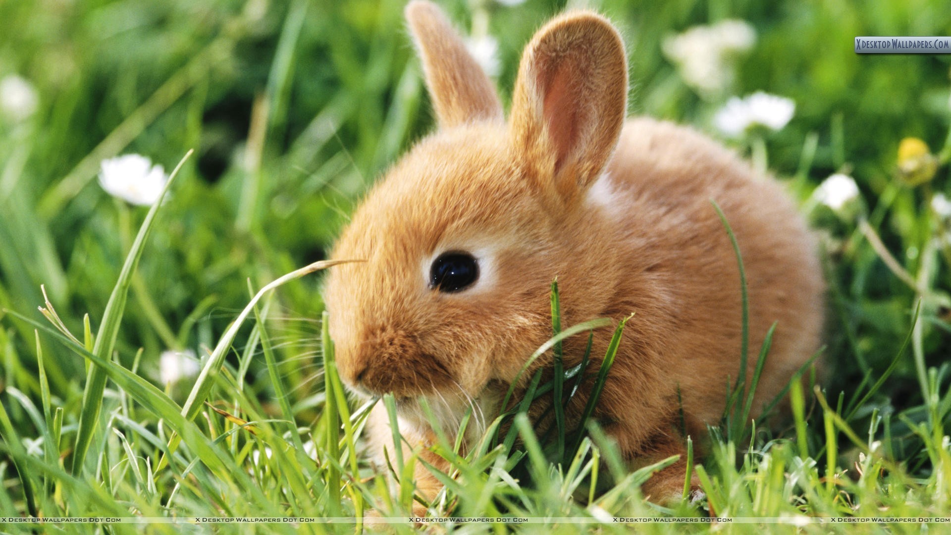 1920x1080  Cute Baby Rabbits HD Desktop Wallpapers