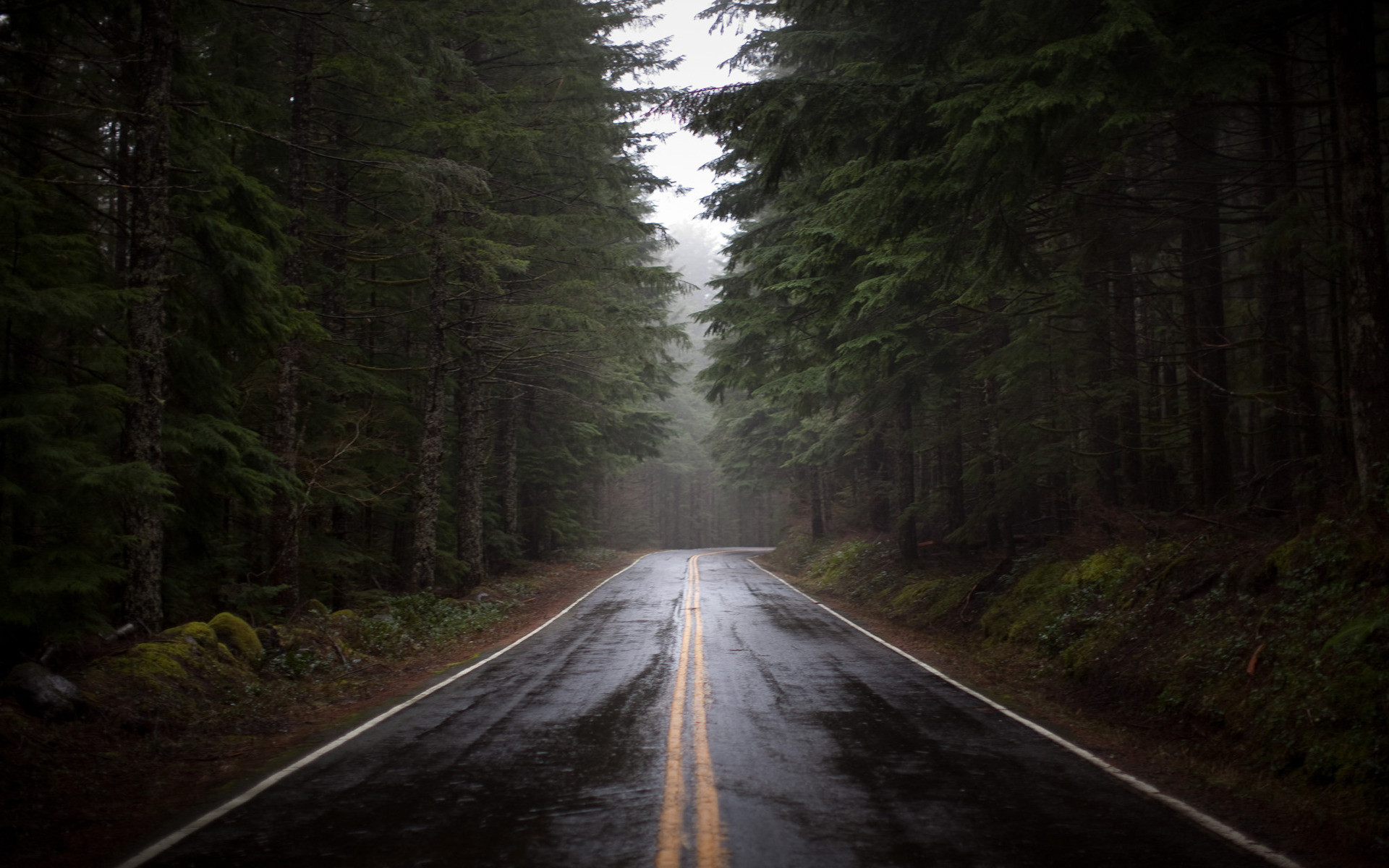 1920x1200 Wallpaper forest, road, rain, fog, humidity, pine, morning desktop .