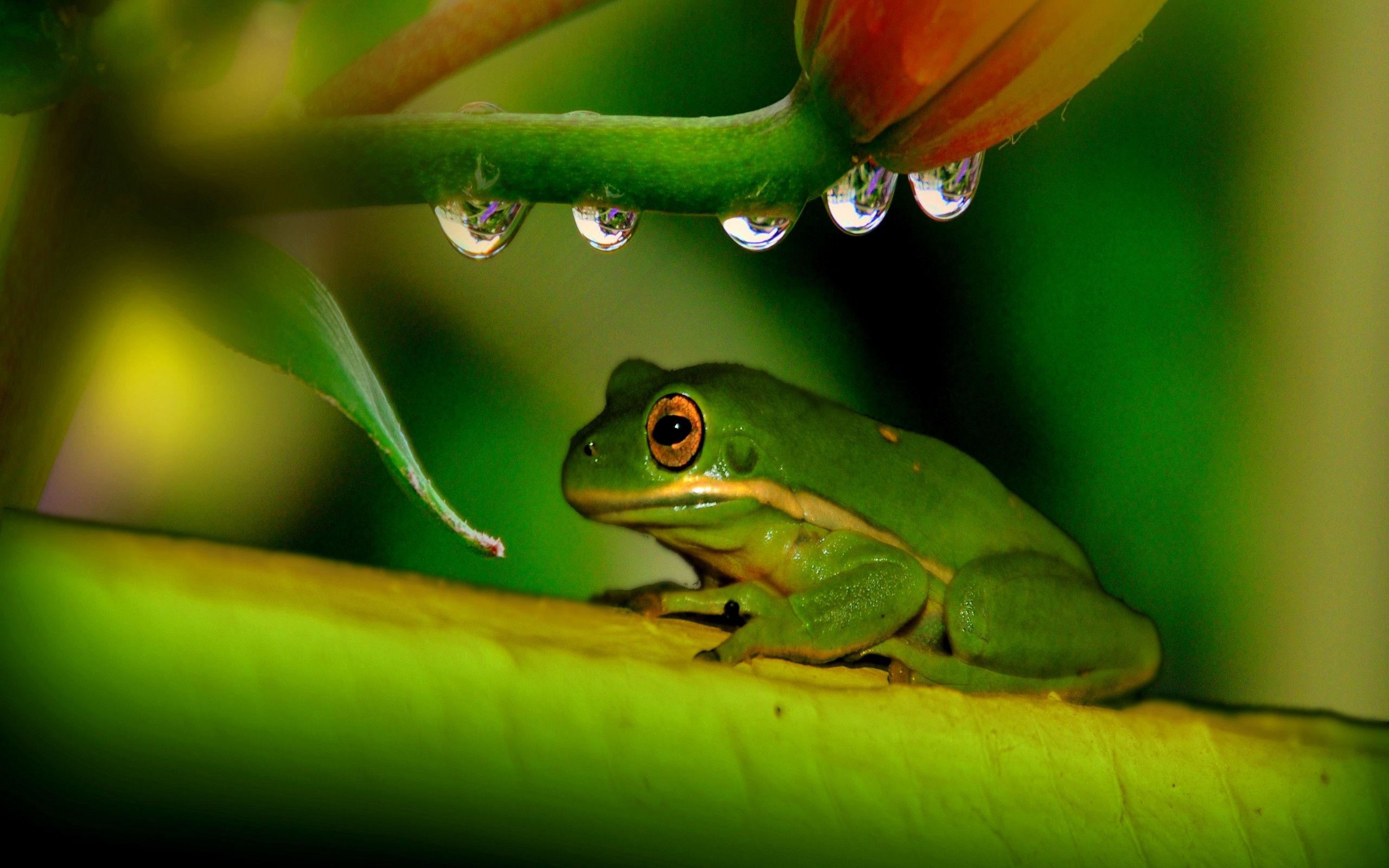 2560x1600 wallpaper images frog by Angelina Williams