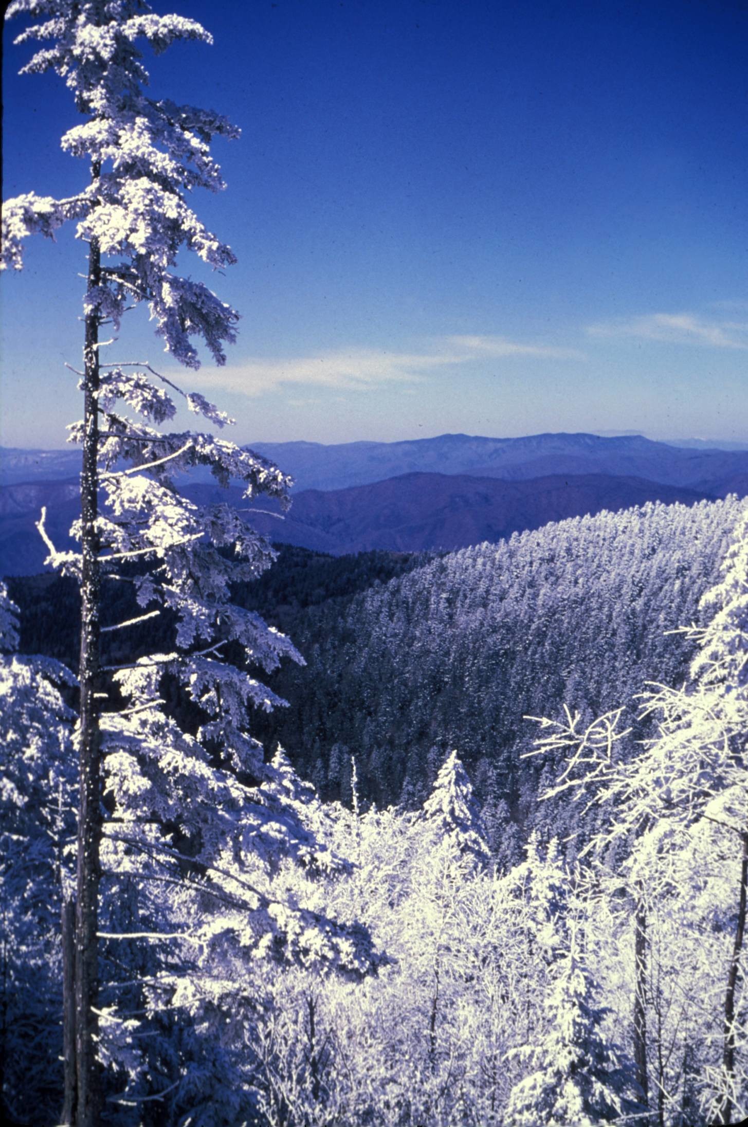 1455x2192 Great Smoky Mountains National Park Frosted trees in winter
