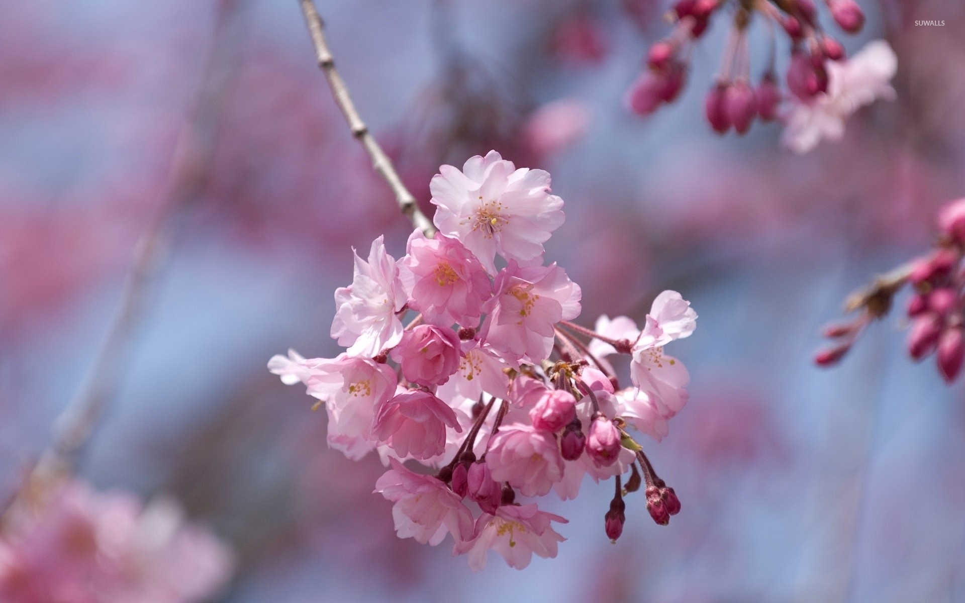 1920x1200 Pink cherry blossoms in a spring tree wallpaper
