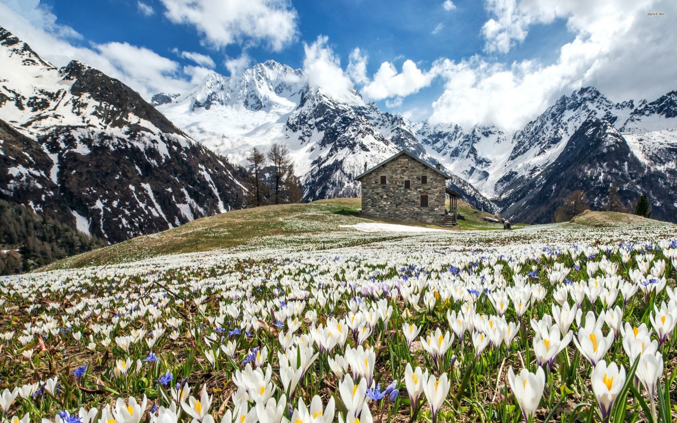 2560x1600 ... Spring in the mountains wallpaper  ...