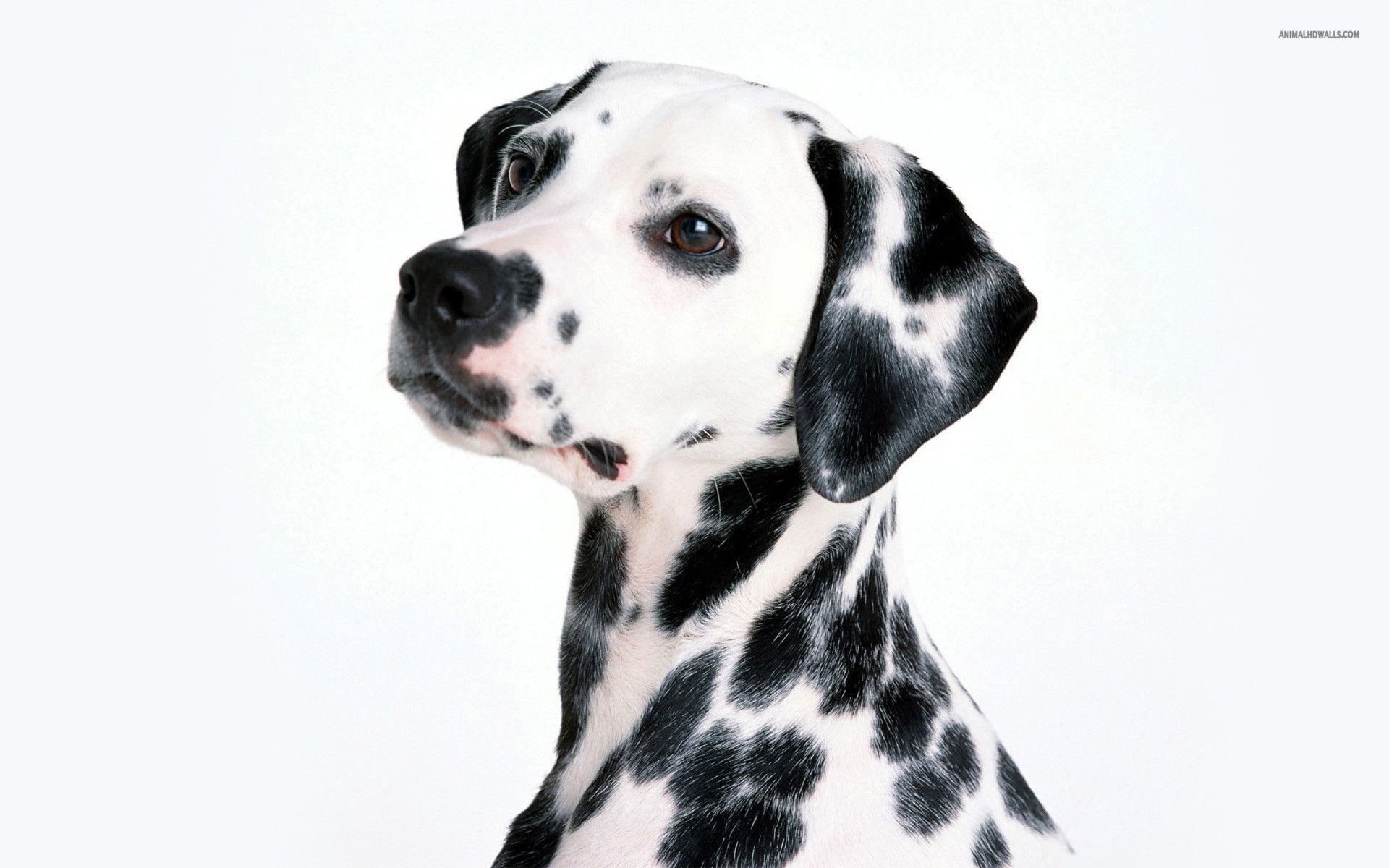 1920x1200 ... Dalmatian Wallpapers Top Dalmatian HD Wallpapers Awesome Backgrounds