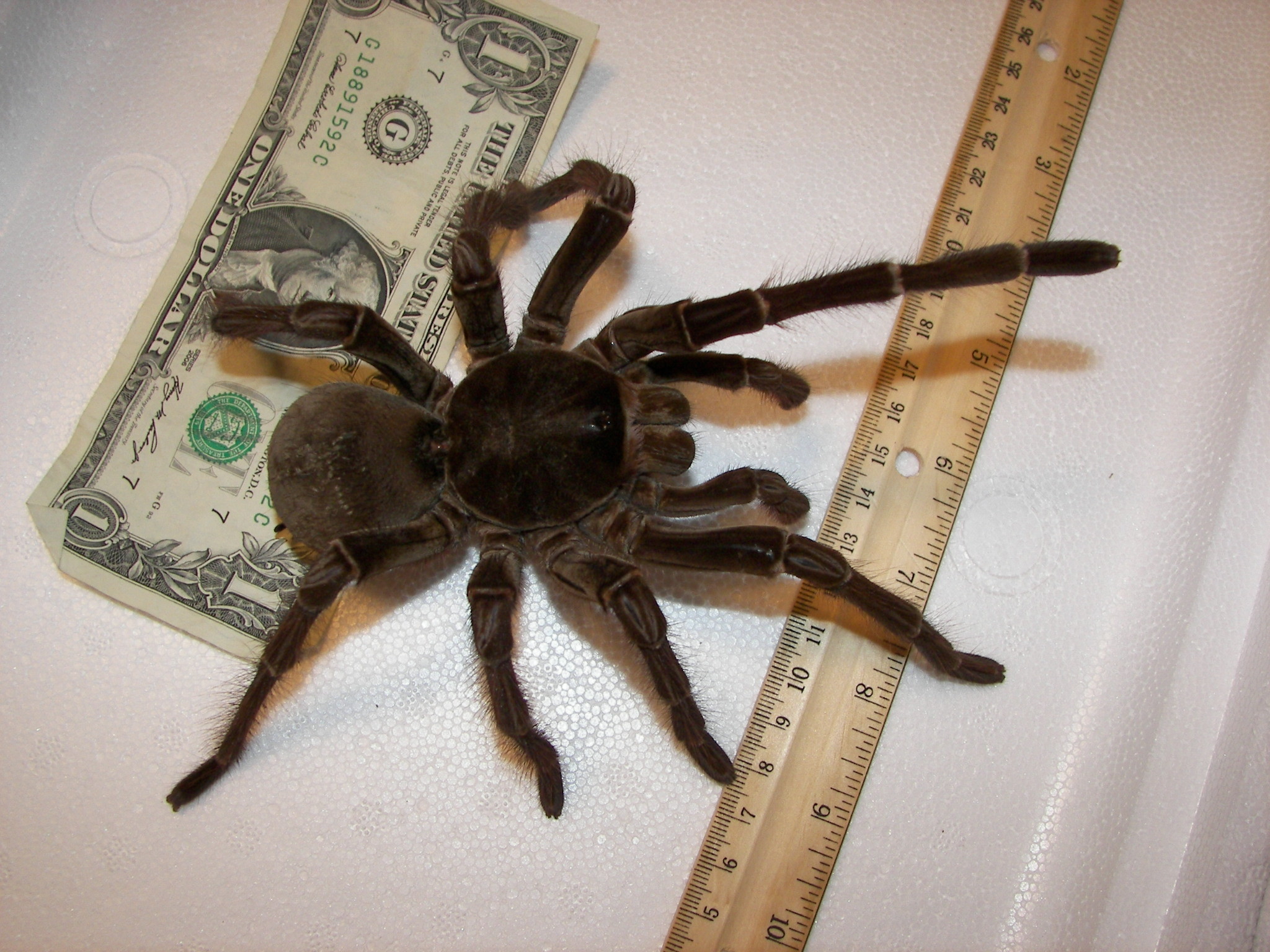 2048x1536 Goliath Birdeater Spider - Theraphosa_blondi - Photo by Snakecollector