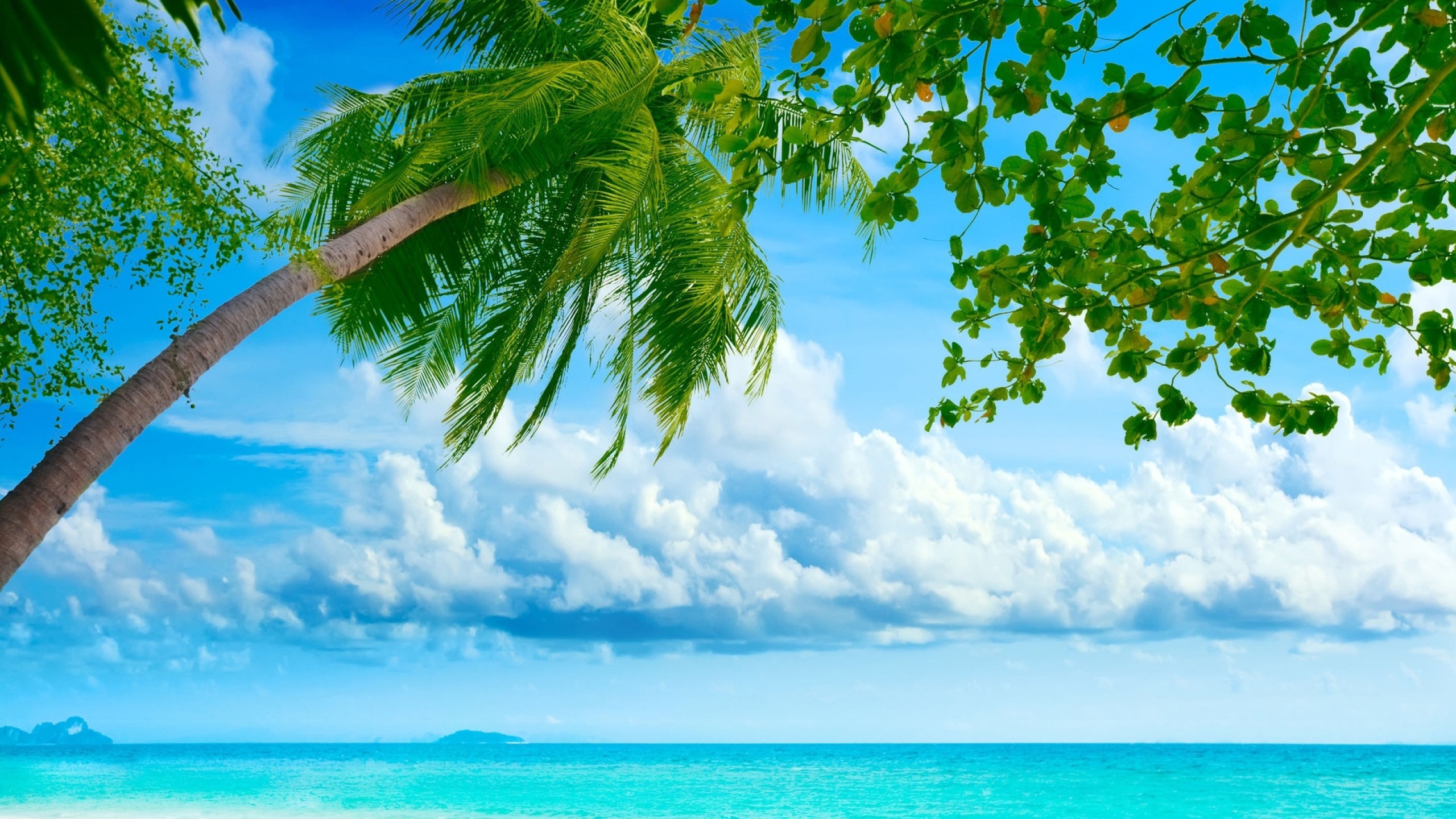 2560x1440 Preview wallpaper palm tree, coast, blue water, tropics, resort, relax,