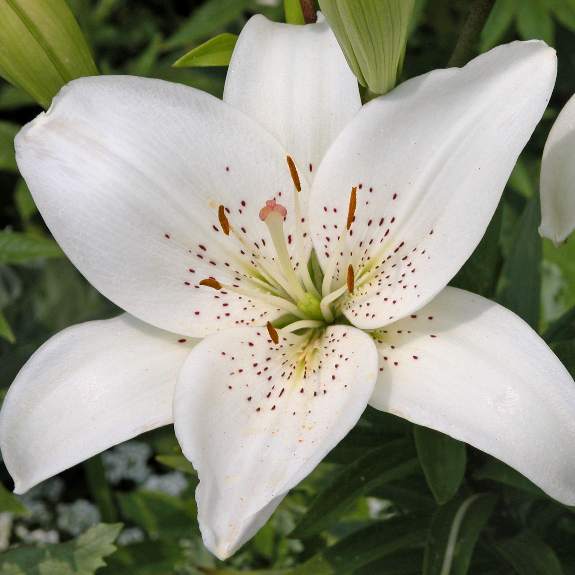 1920x1920 Lily. | Desktop lily images free wallpaper
