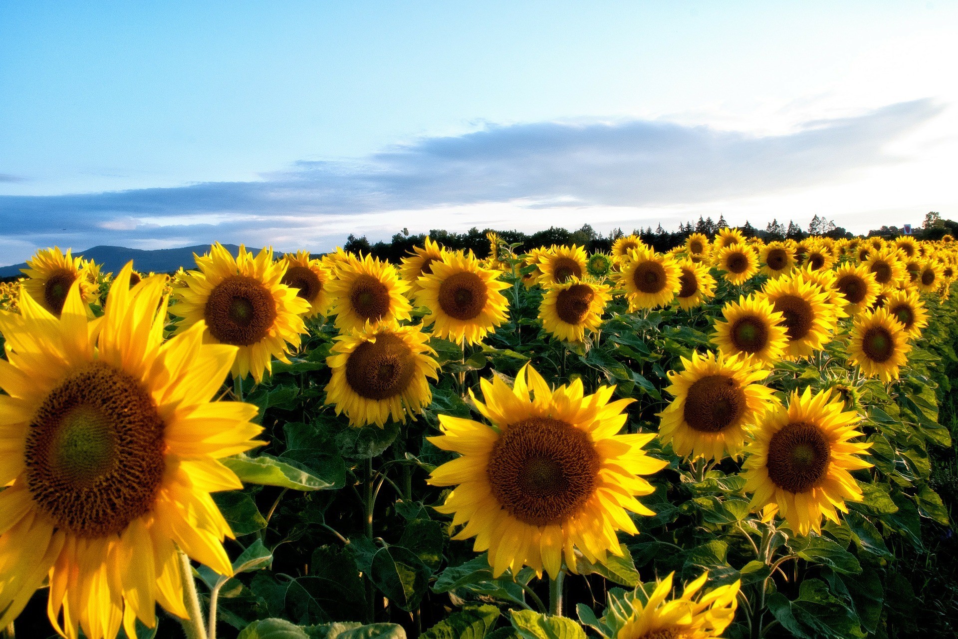 1920x1280  Yellow Sunflower Wallpapers Pictures | HD Wallpapers | Pinterest  | Sunflower wallpaper and Wallpaper