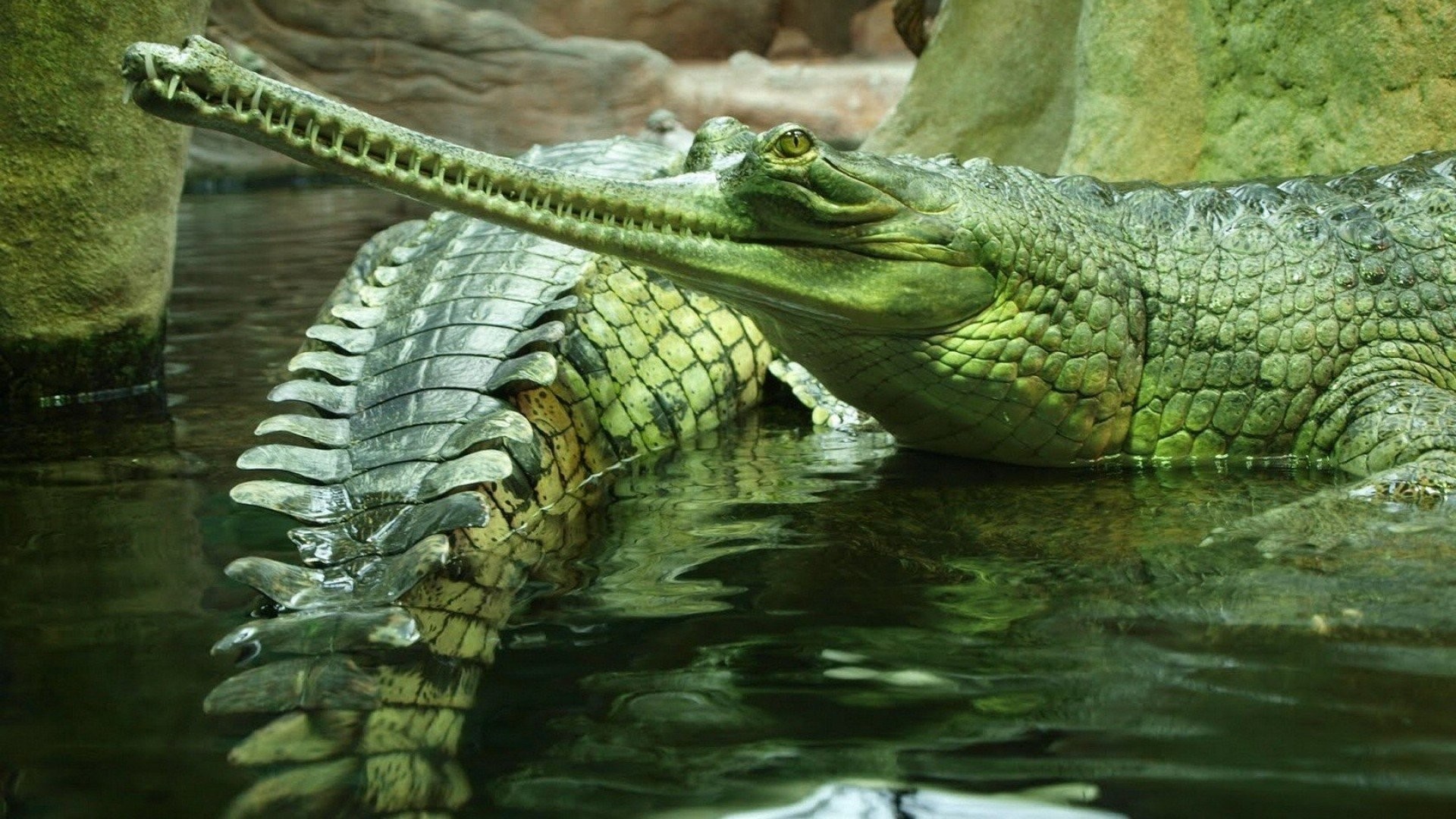 1920x1080 images about Crocodiles on Pinterest Sketchbooks, How to 1920Ã1200 Crocodile  Wallpapers (47