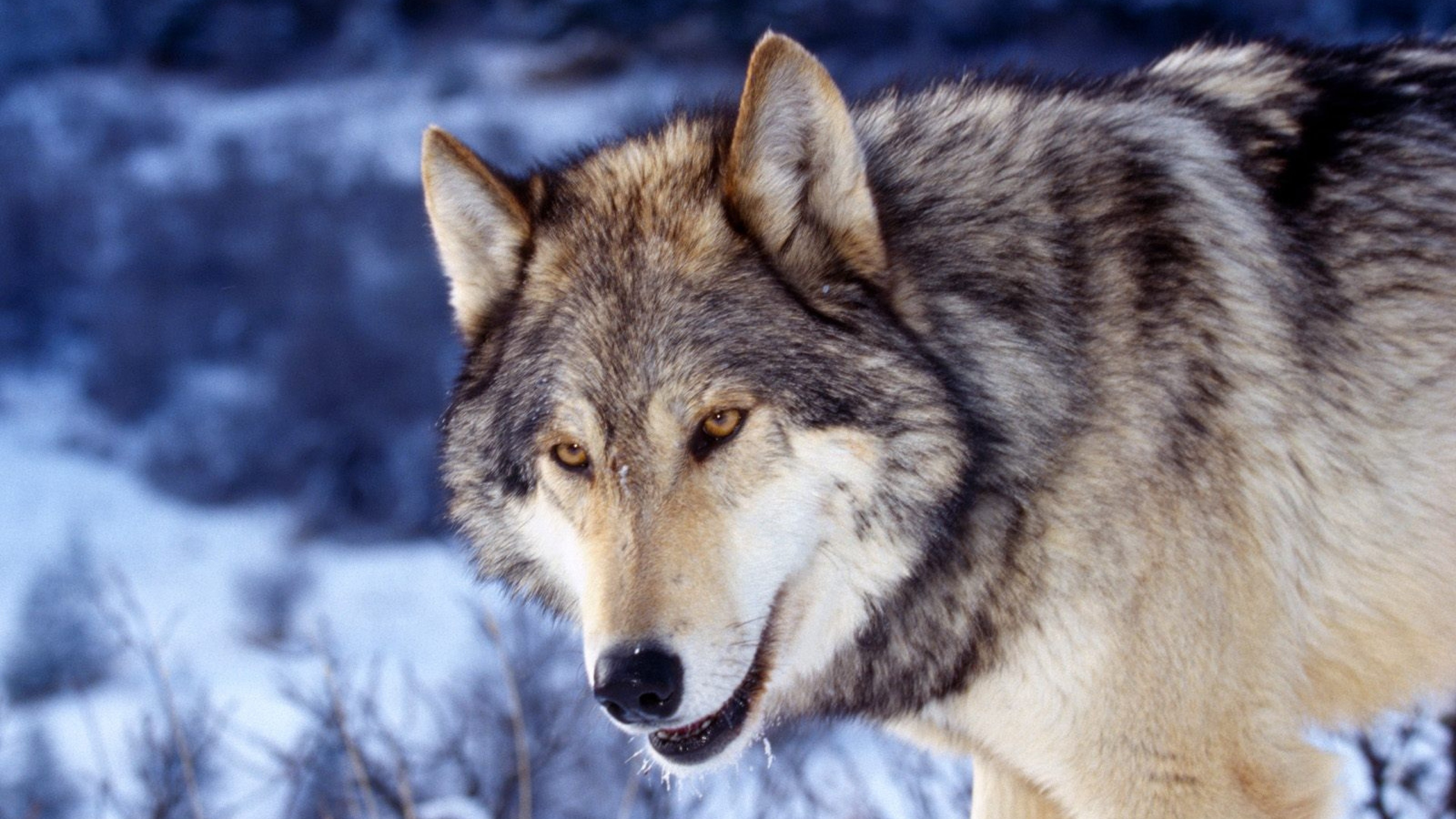 3840x2160  Wallpaper eyes, face, predator, wolf