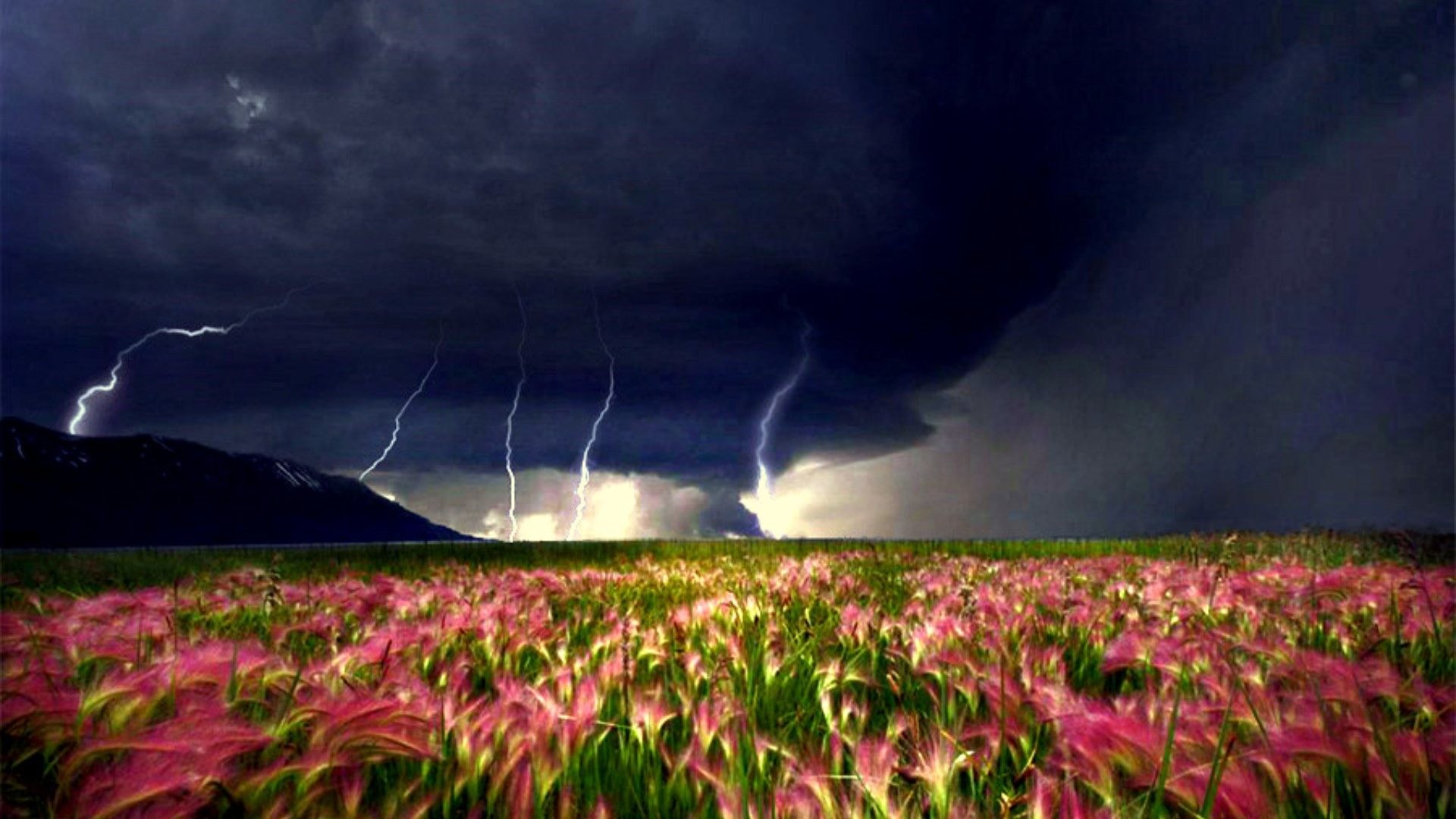 1920x1080 Closer Stormy Moving Tornado Flowers Rain Weather Storm Field Clouds  Wallpaper Hd Nature