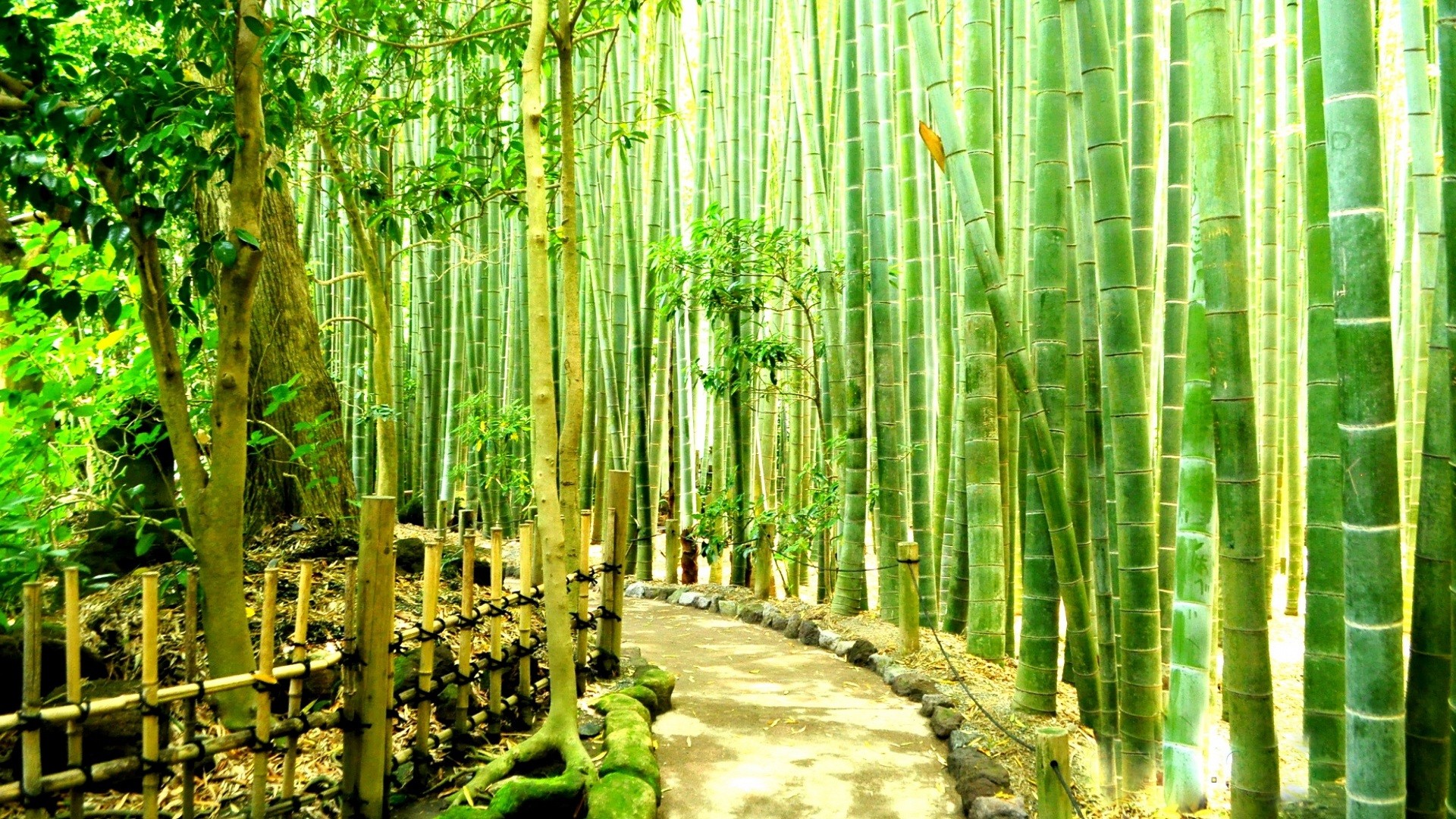 1920x1080 wallpaper.wiki-Bamboo-Forest-Wallpaper-for-Desktop-PIC-