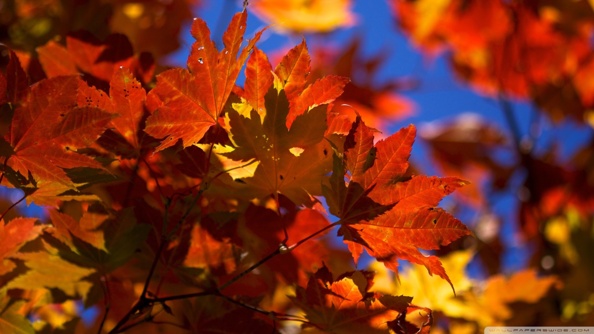 1920x1080 Fall Leaves Wallpapers Photo As Wallpaper HD