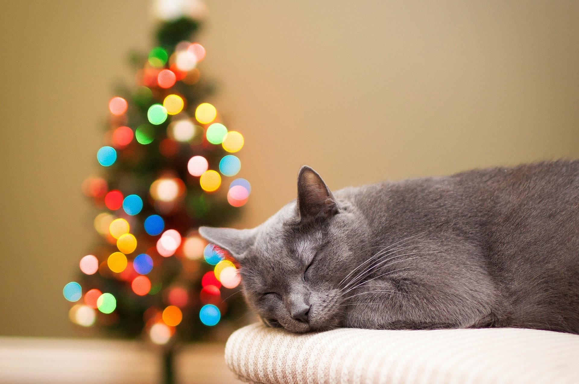 1920x1272 cat grey cat sleeping christmas tree lights bokeh holidays