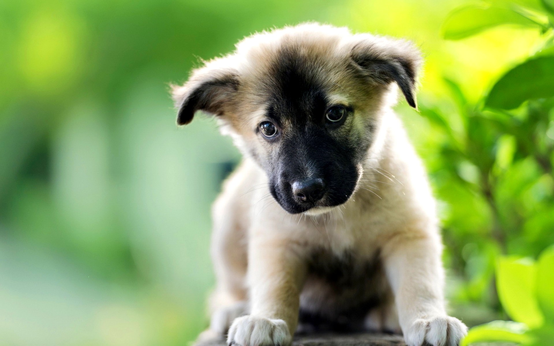 1920x1200 adorable puppy with sad face hd wallpaper for desktop hd wallpapers desktop  images download free windows wallpapers picture artwork lovely 1920Ã1200 ...