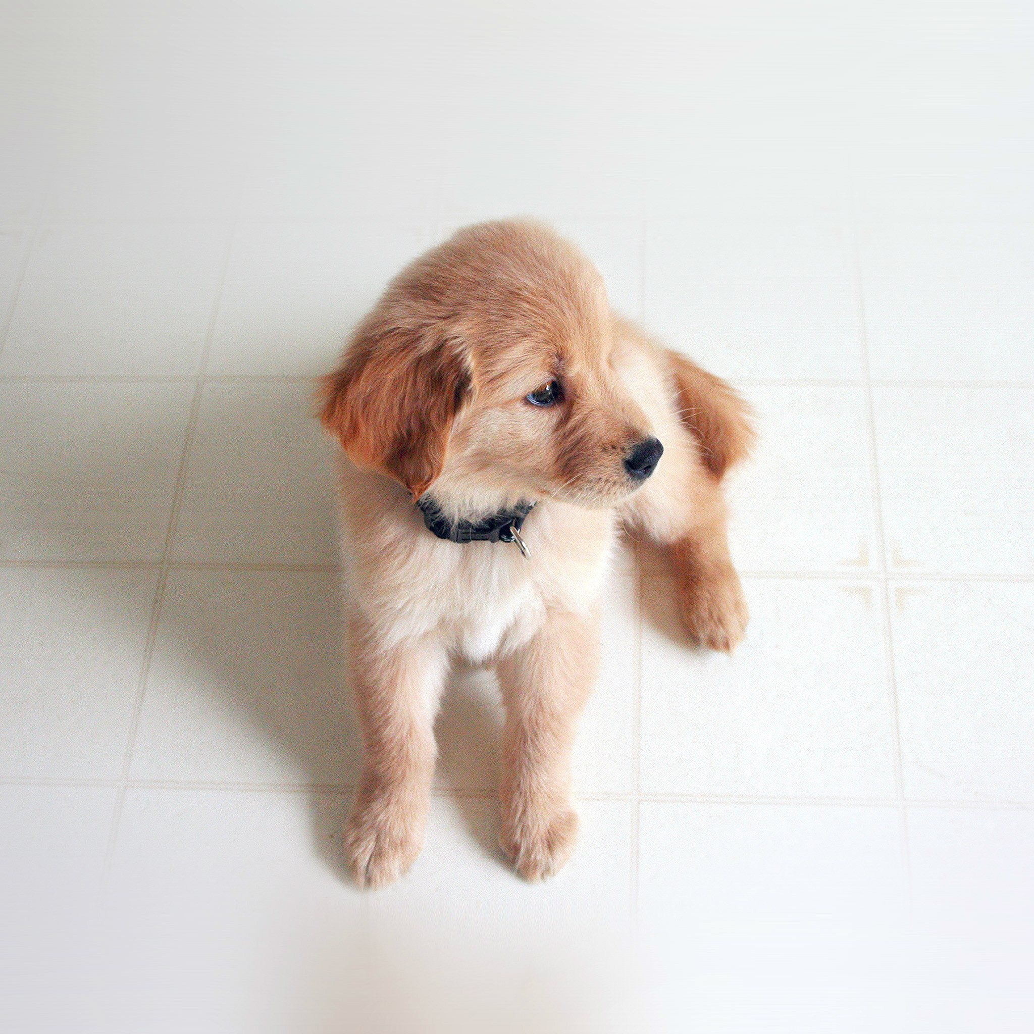 2048x2048 863 4: Puppy Love Cute Animal Nature Sitting Dog iPad Air wallpaper
