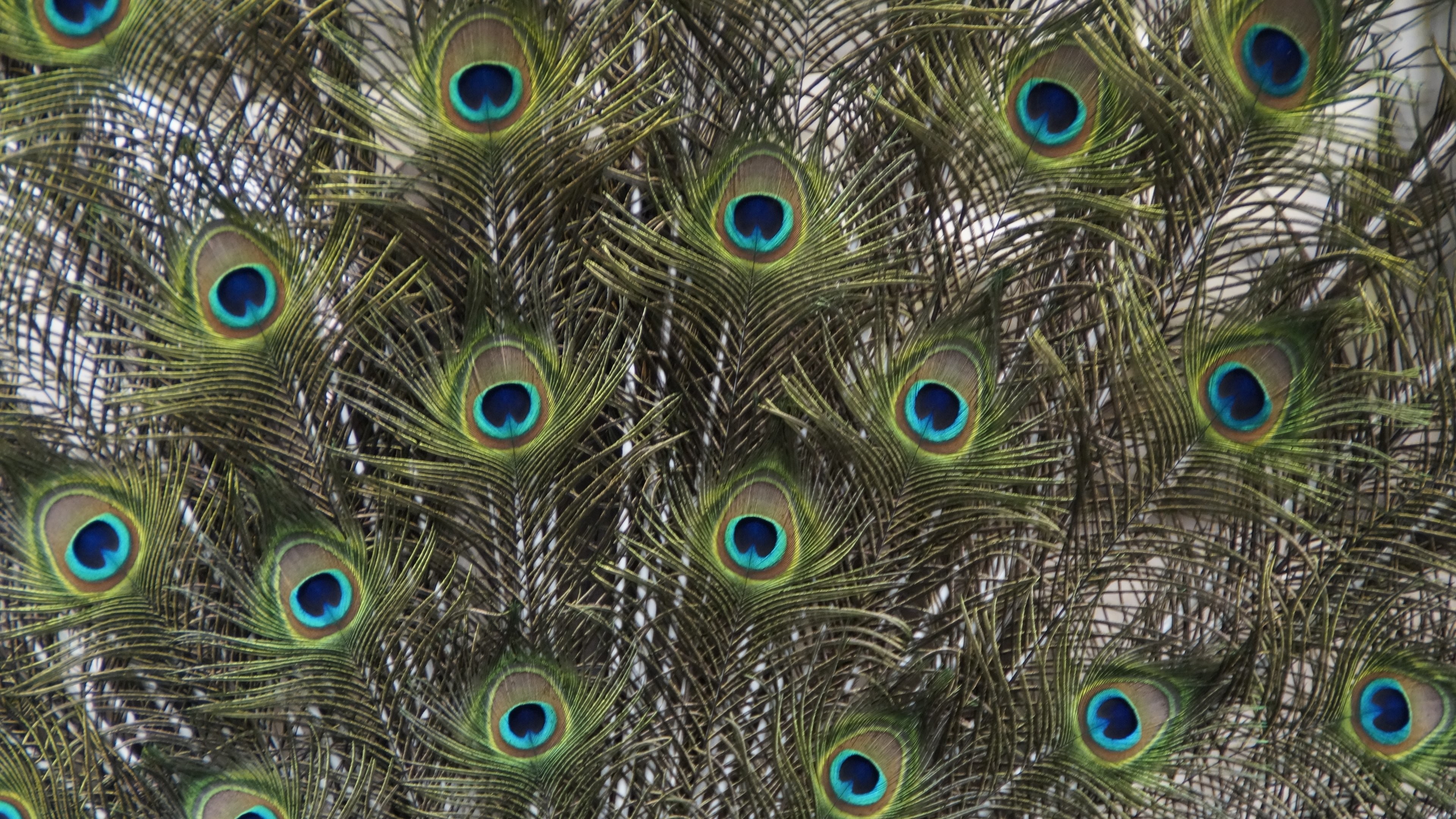 3840x2160 Peacock Feathers