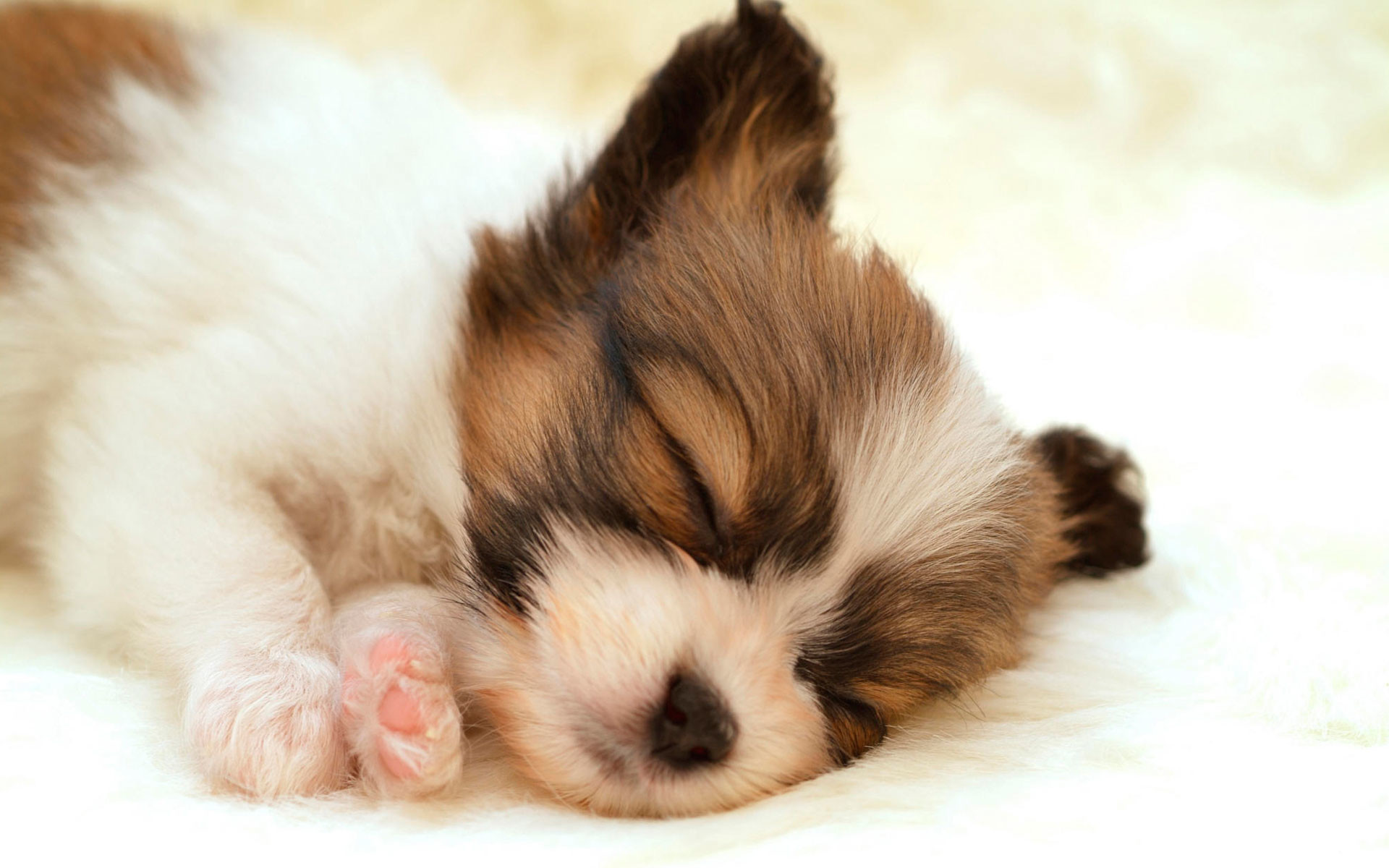 1920x1200 Papillon Puppy Wallpapers | HD Wallpapers