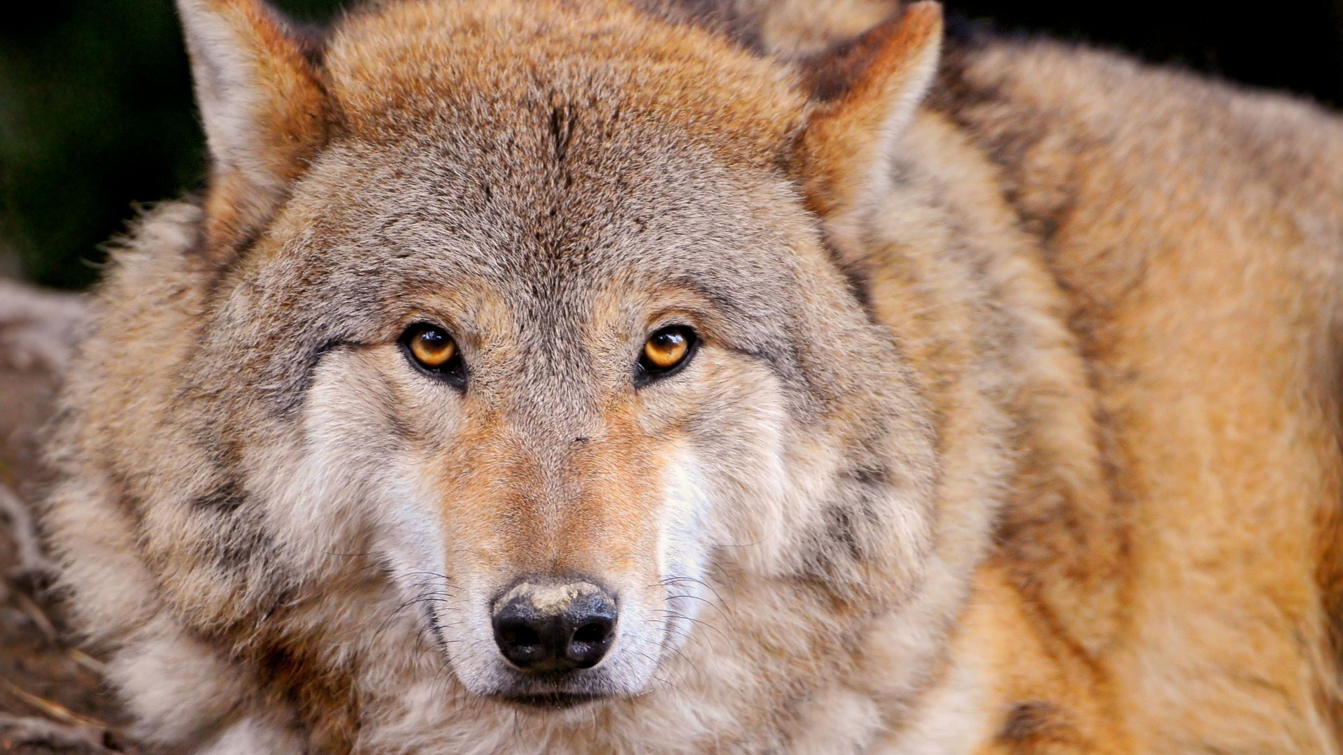 1920x1080 ... Background Full HD 1080p.  Wallpaper wolf, predator, lie,  muzzle, family dog