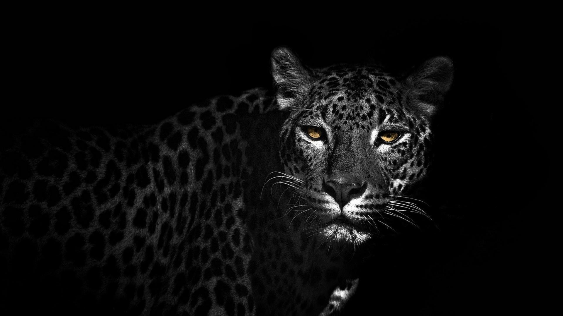 1920x1080 black jaguar animal hd wallpapers #502476
