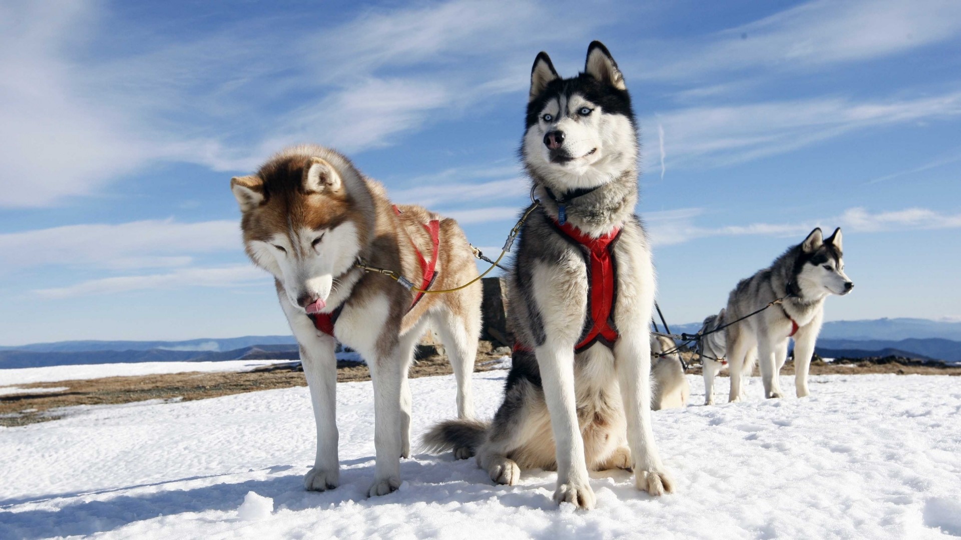 1920x1080 Preview wallpaper husky, couple, dogs, snow, alaska 