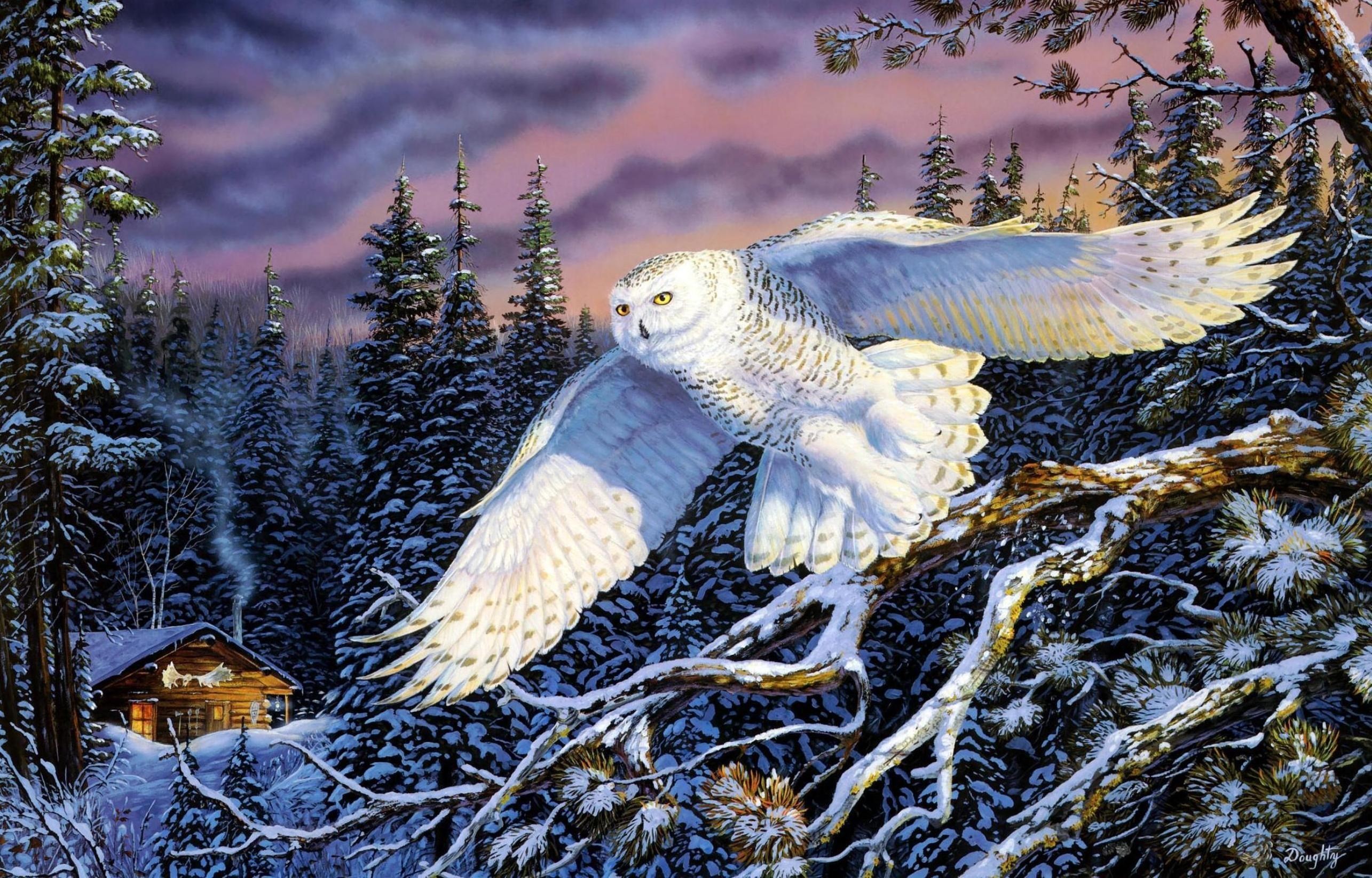 2570x1645  px hd wallpaper snowy owl by Franklin Edwards for :  pocketfullofgrace.com