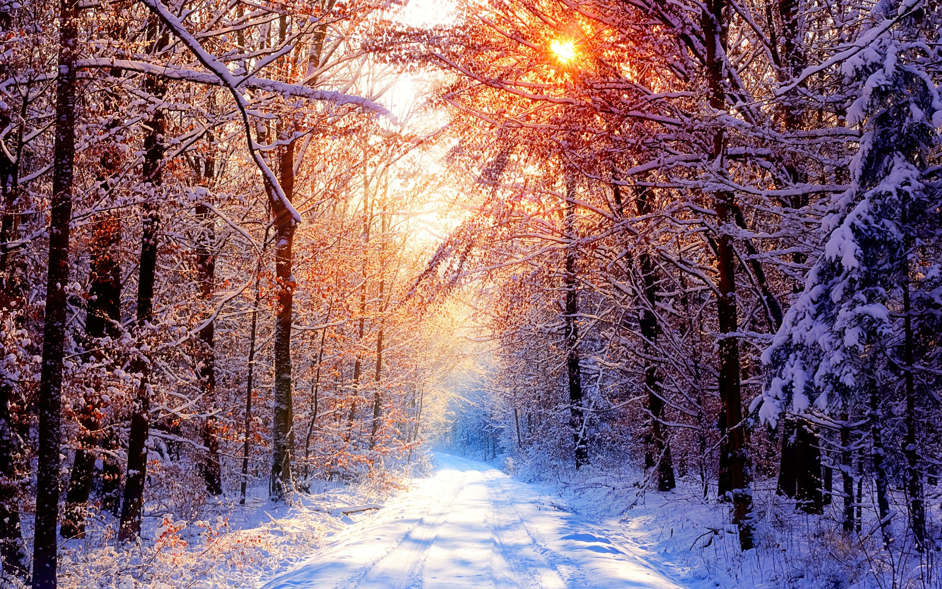 1920x1200  Beautiful golden road forest sunlight winter background snow  wallpaper illuminated trees through snowy surrounding wallpapers