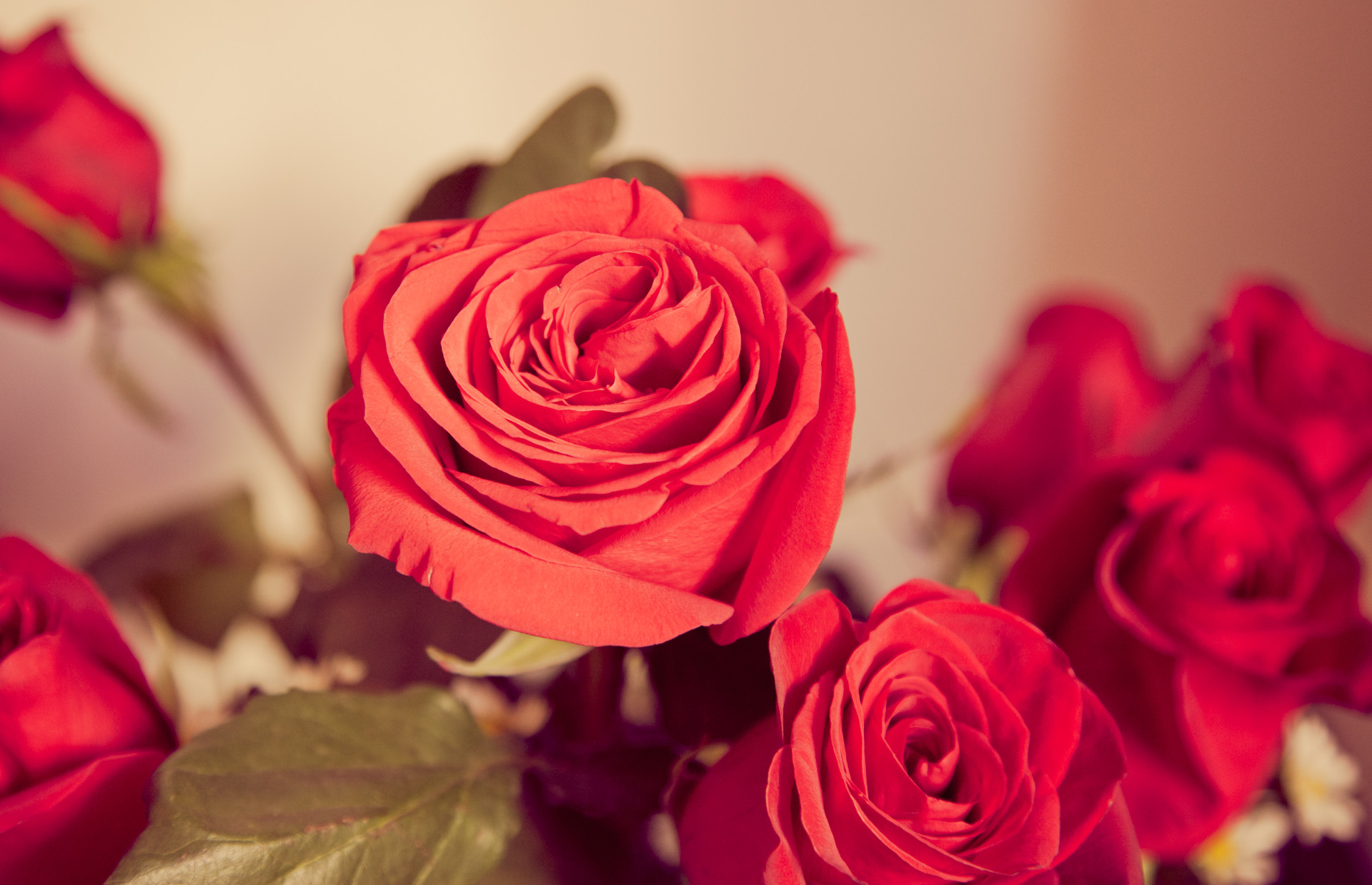 1920x1238 red roses, via Tumblr | Ã Floral Love Ã | Pinterest .